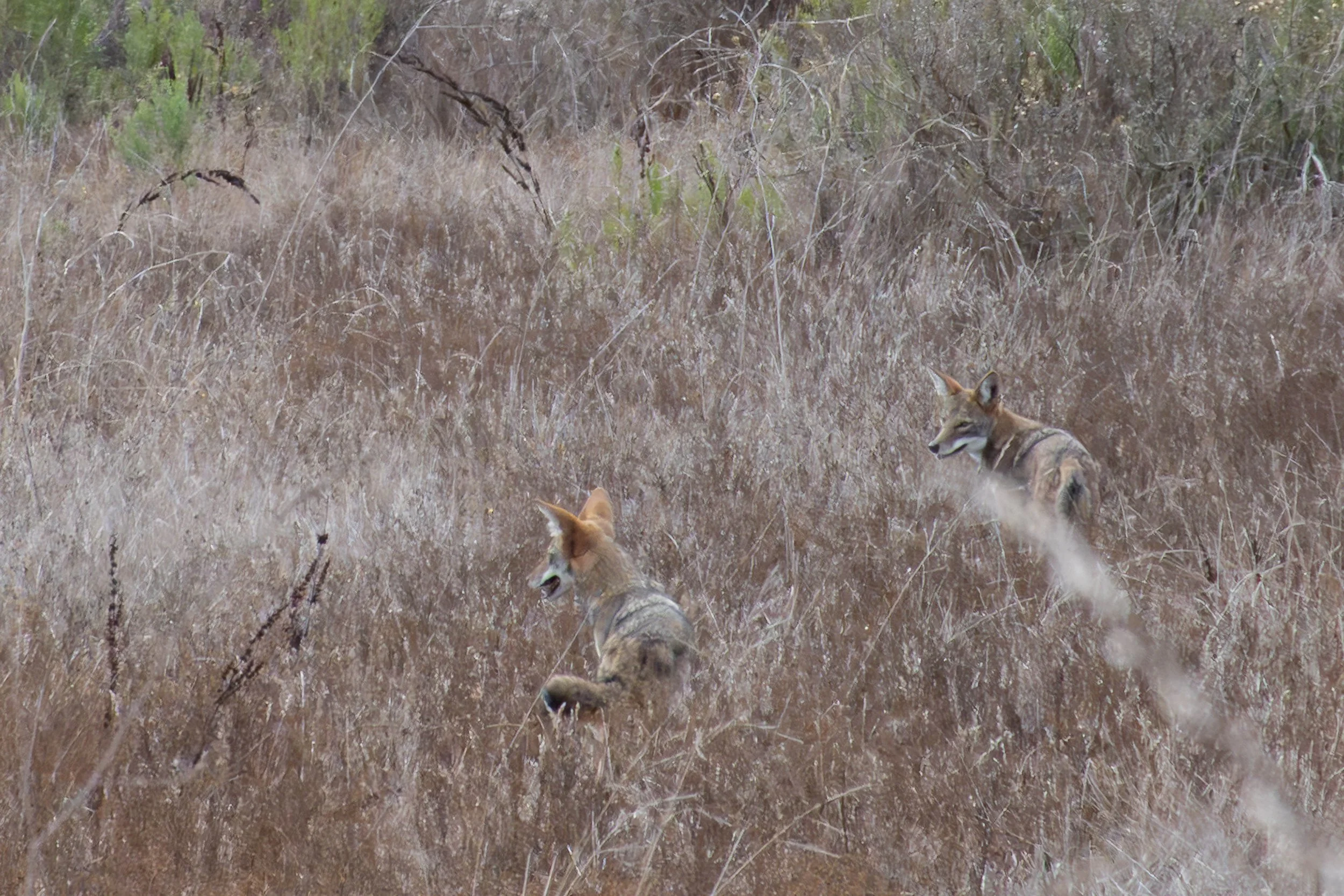I spotted a coyote’s tail wagging