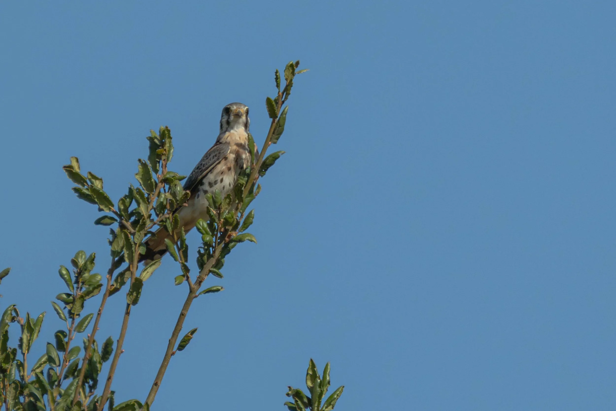 A male kestrel has returned to the old orange grove