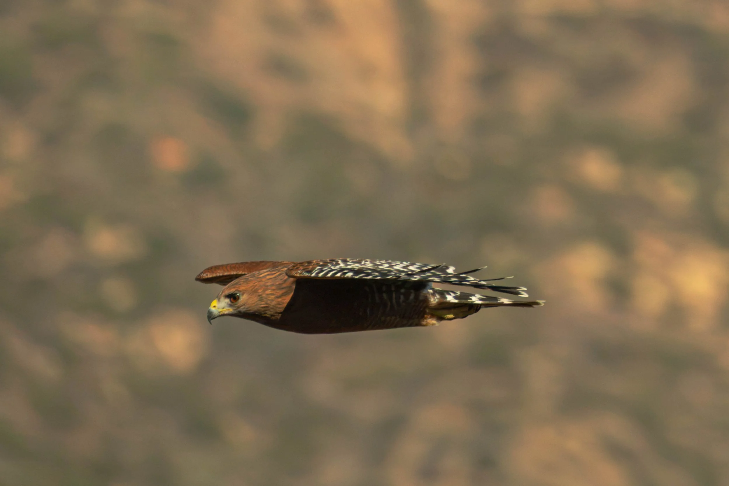 California Red-Shouldered hawk