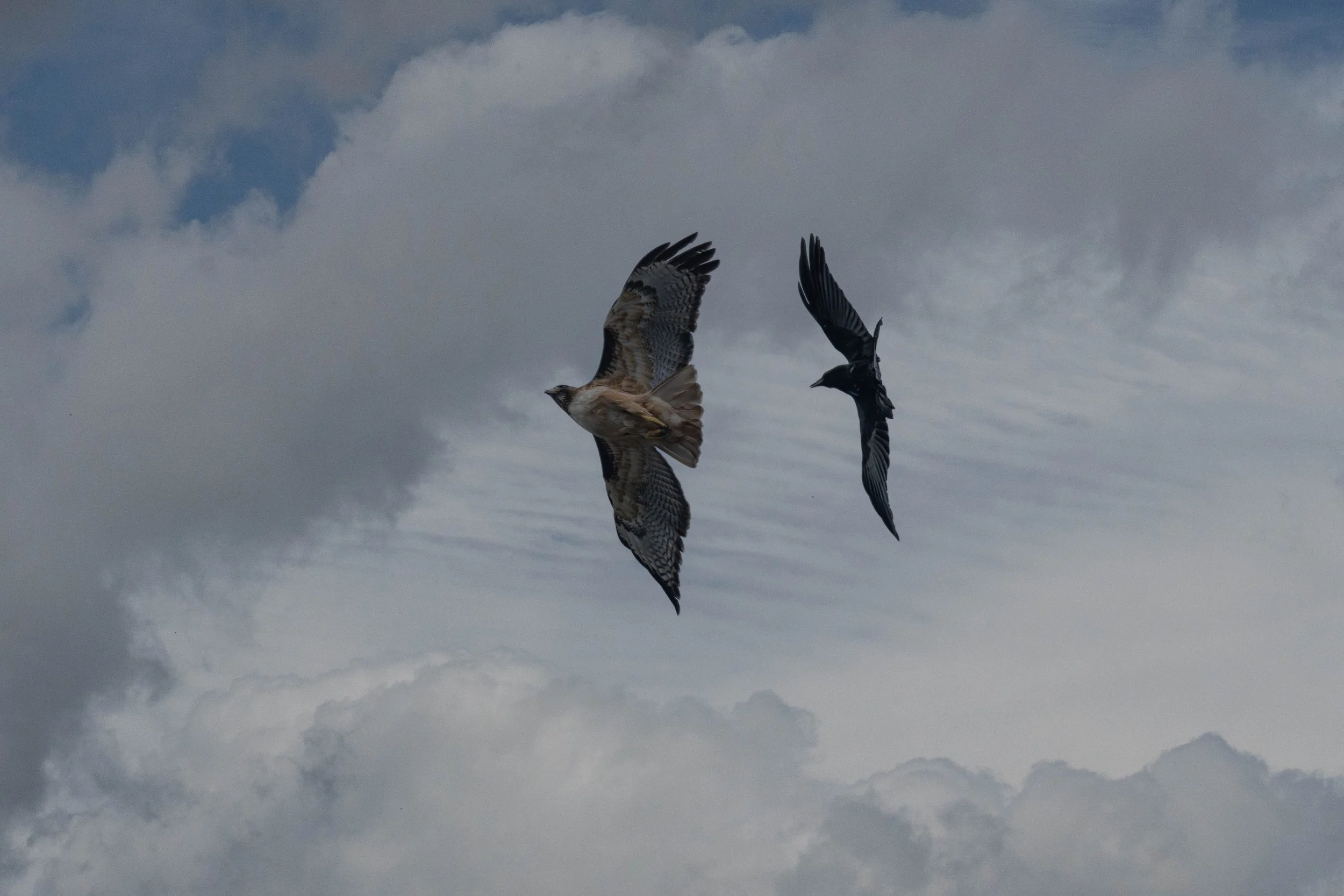 DSC08780-Edit.jpg