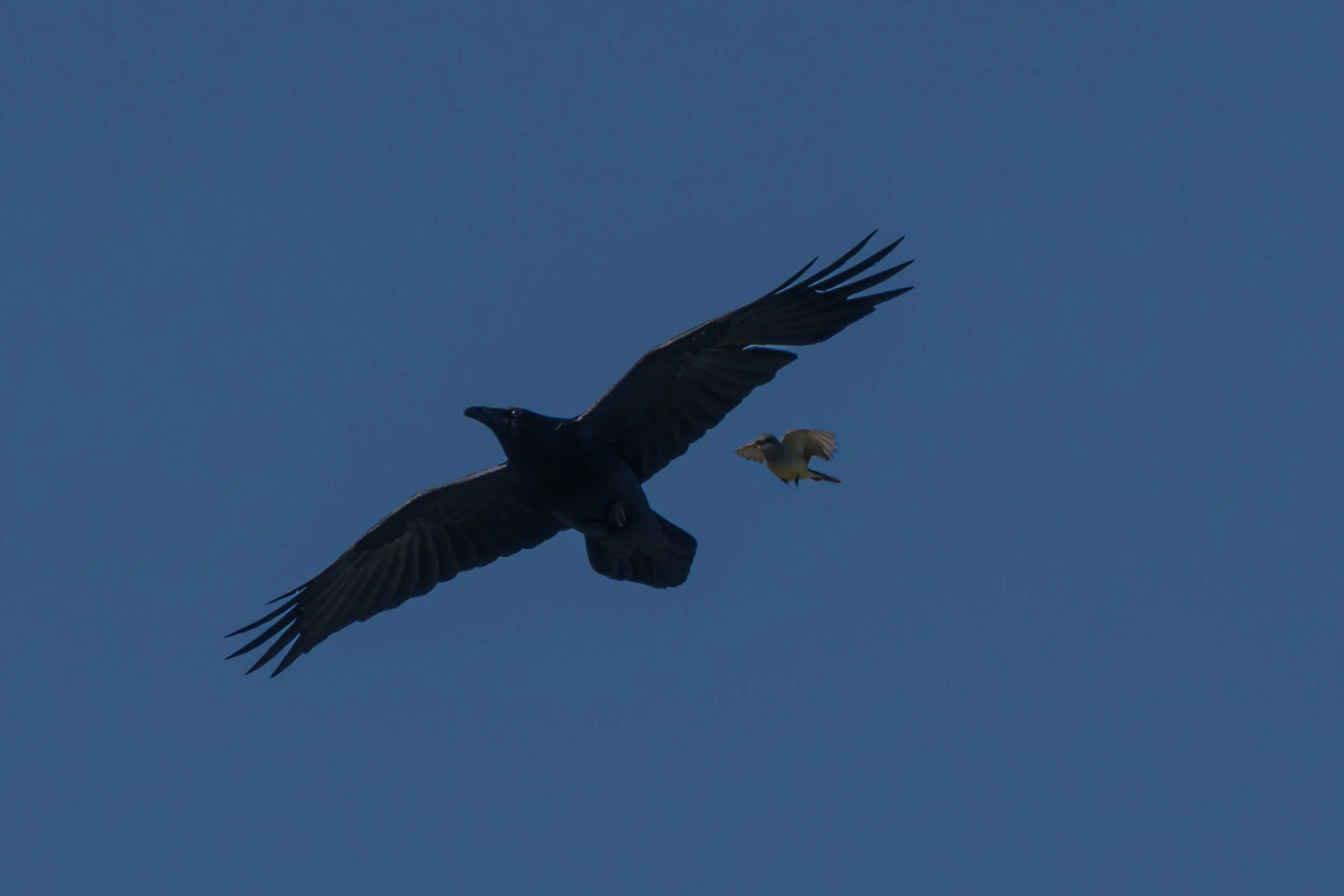 Raven and king bird