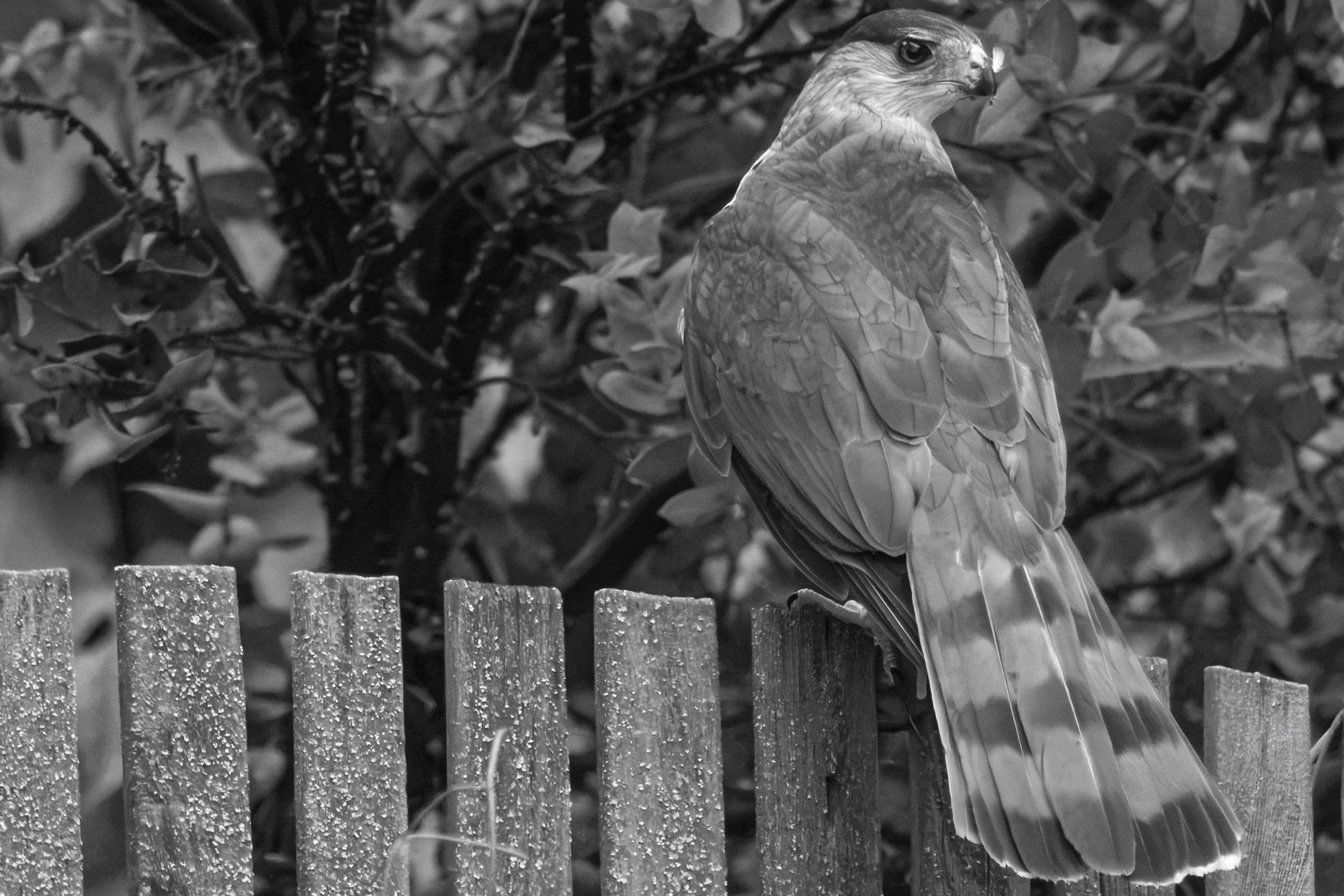 DSC00515-Edit.jpg
