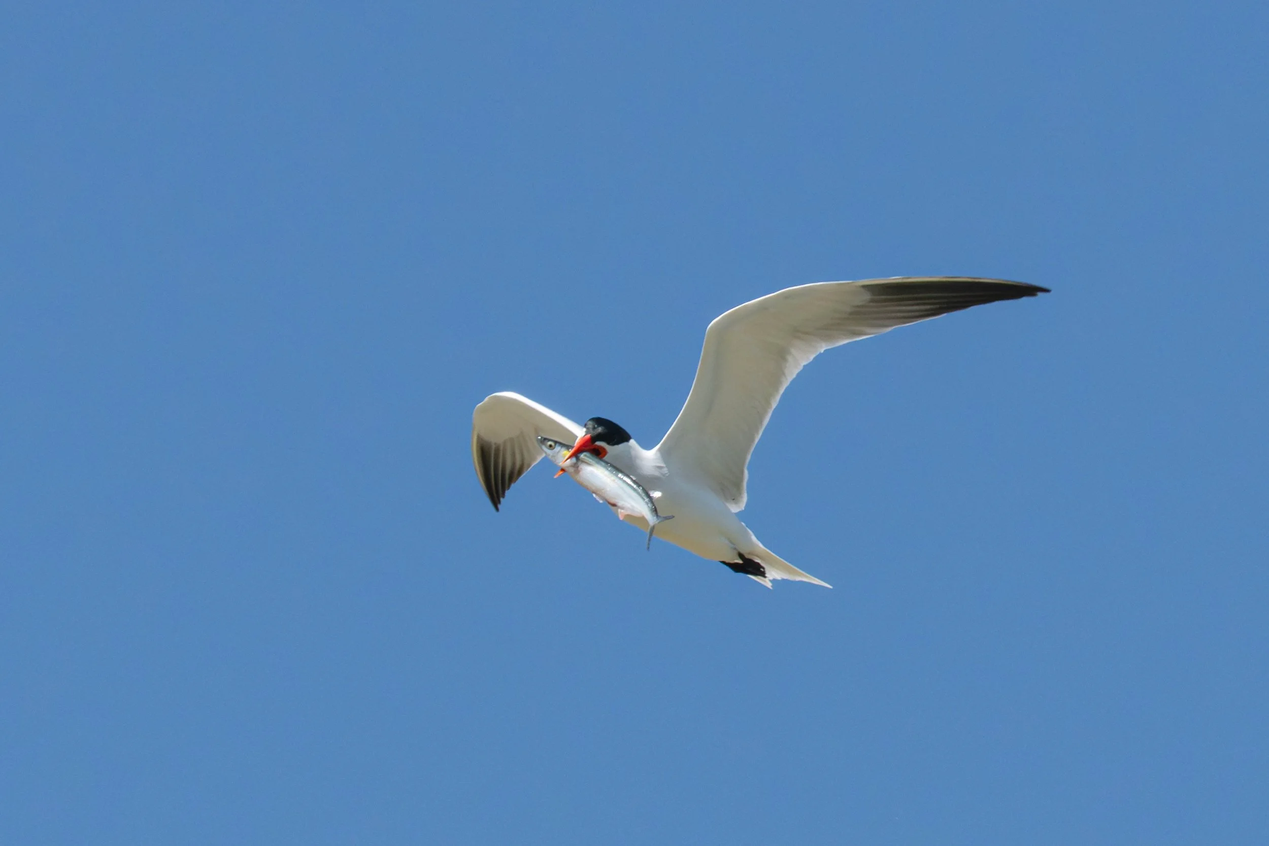 DSC01020-Edit.jpg