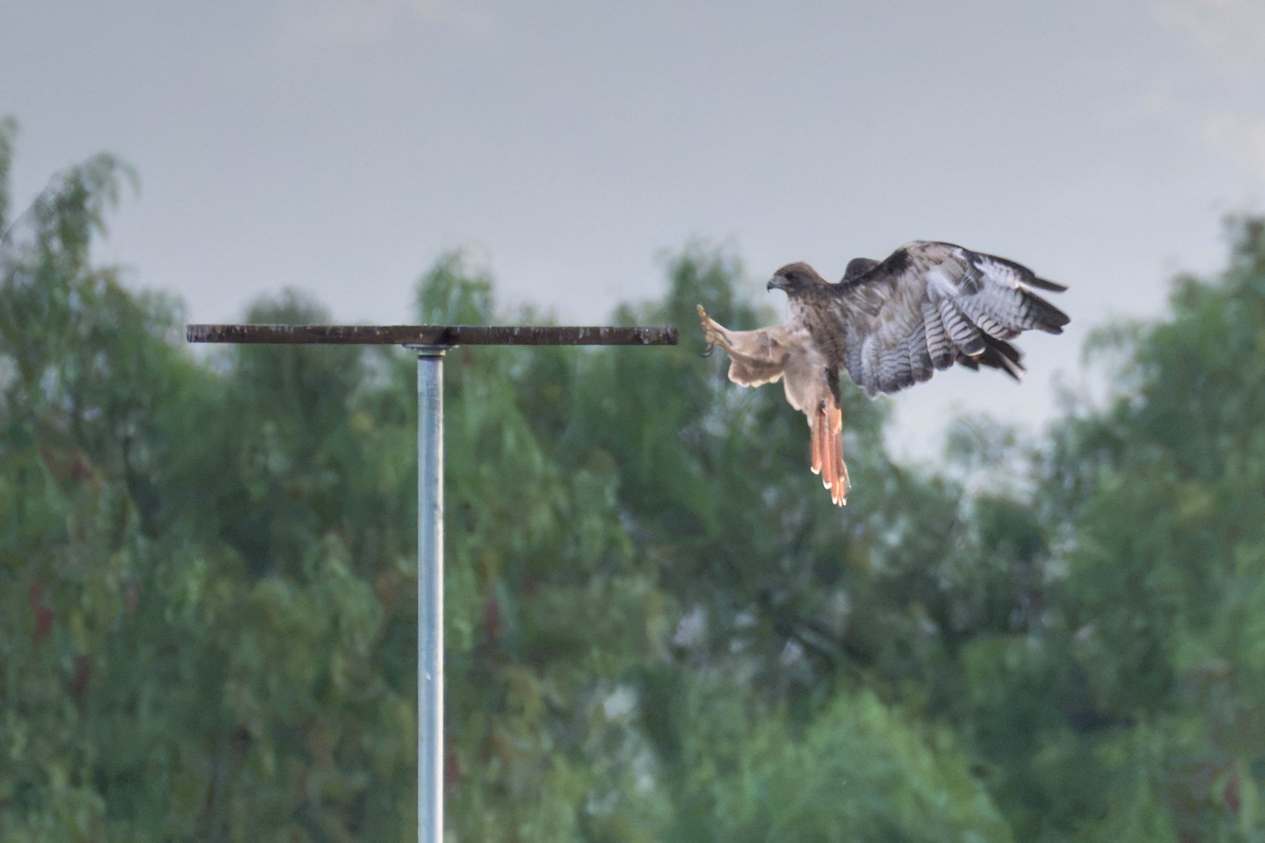 DSC02071-Edit.jpg