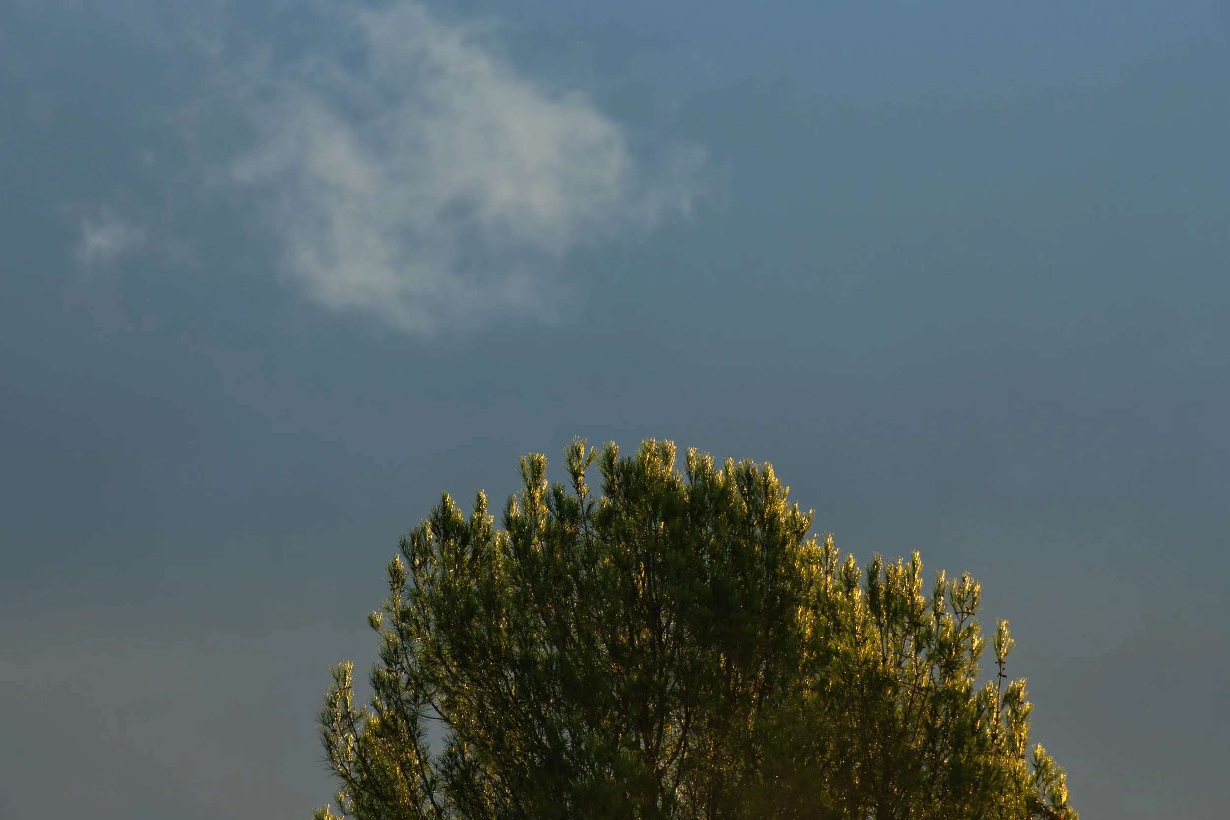 Tree with green foliage against a dark sky with a few clouds.