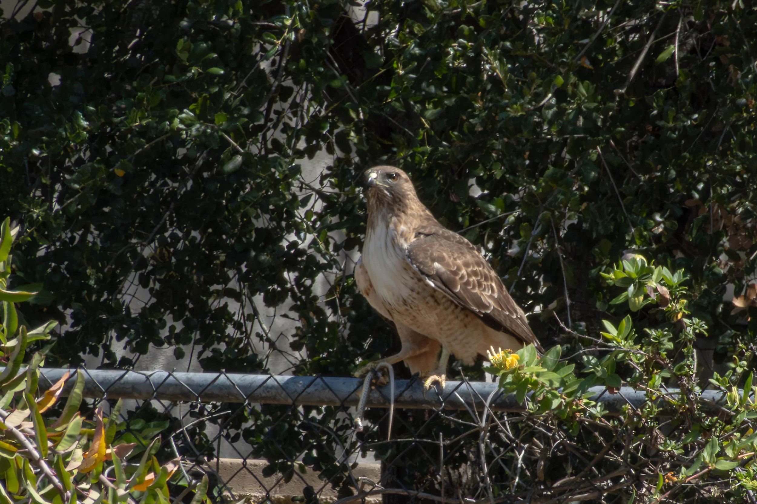 DSC00938-Edit.jpg