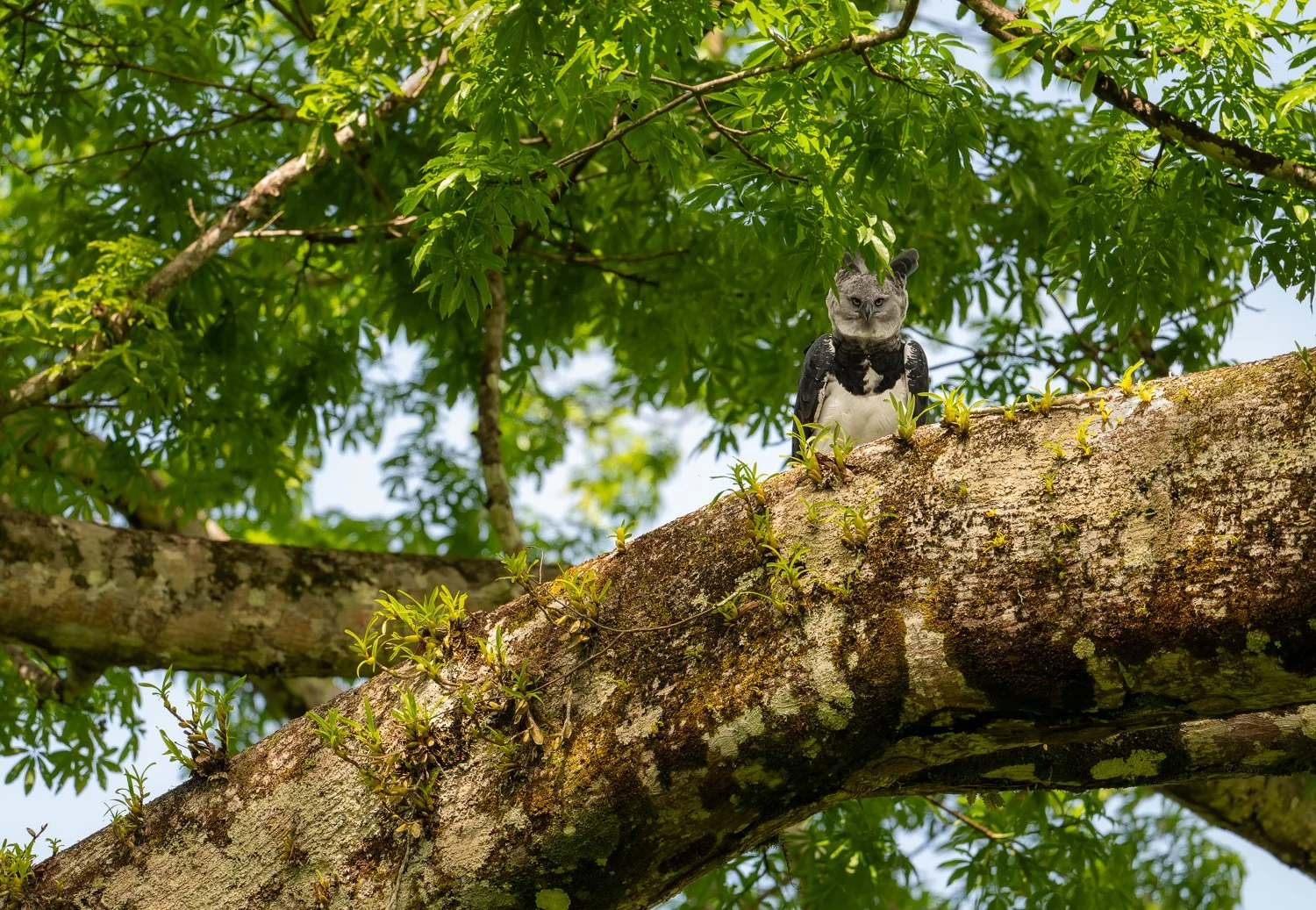 Harpy Eagle //
Nikon Z8 & 600PF //
600mm ƒ/6.3 1/2000