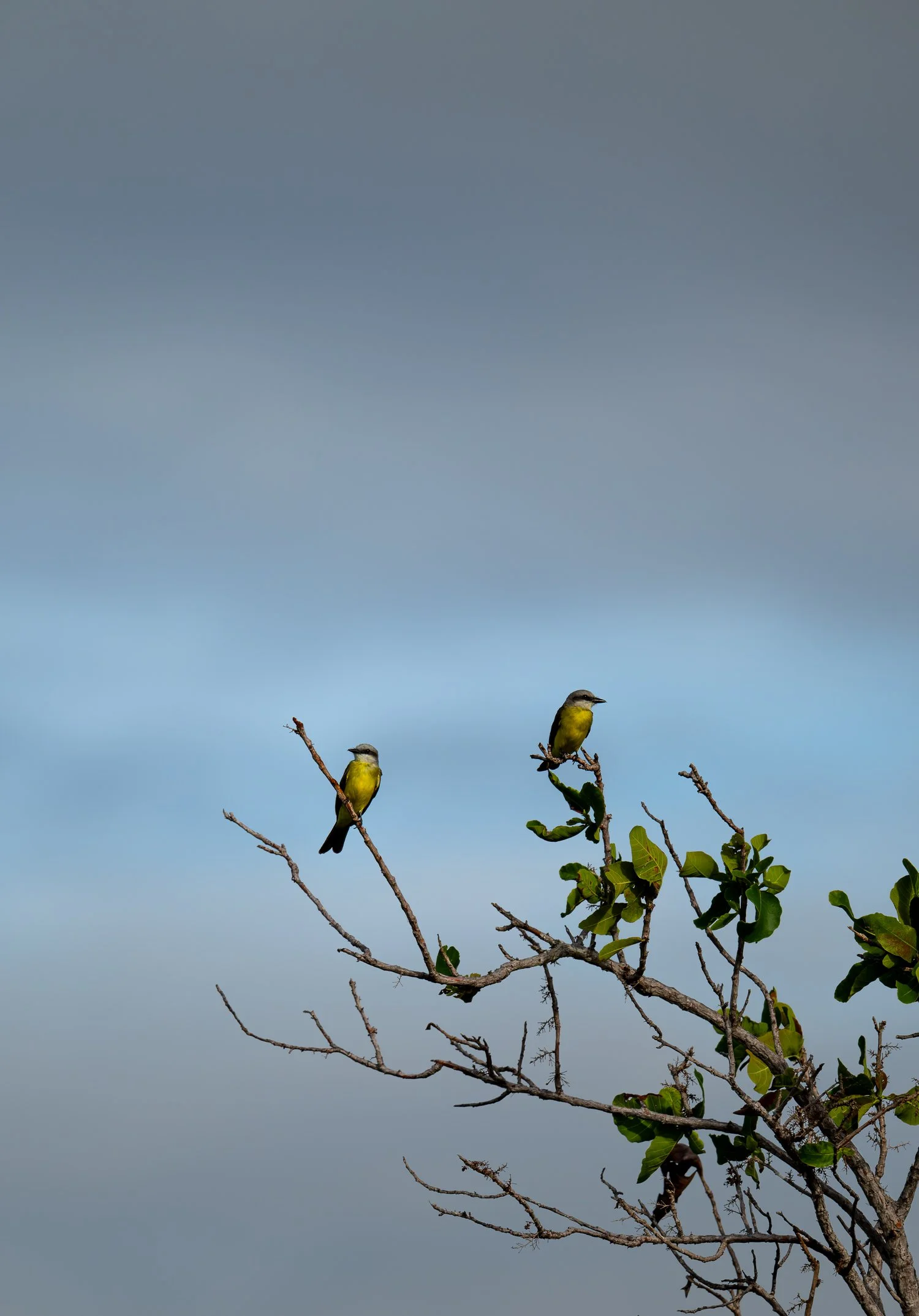 White-Throated Kingbird //
Nikon Z8 & 600PF //
600mm ƒ/6.3 1/2000