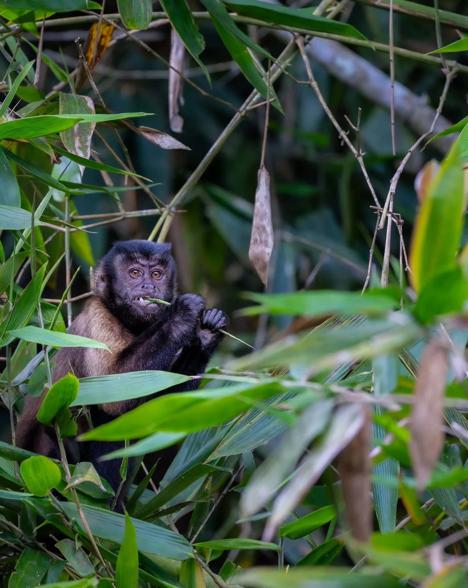 Brown Capuchin //
Nikon Z8 & 600PF //
600mm ƒ/6.3 1/1000