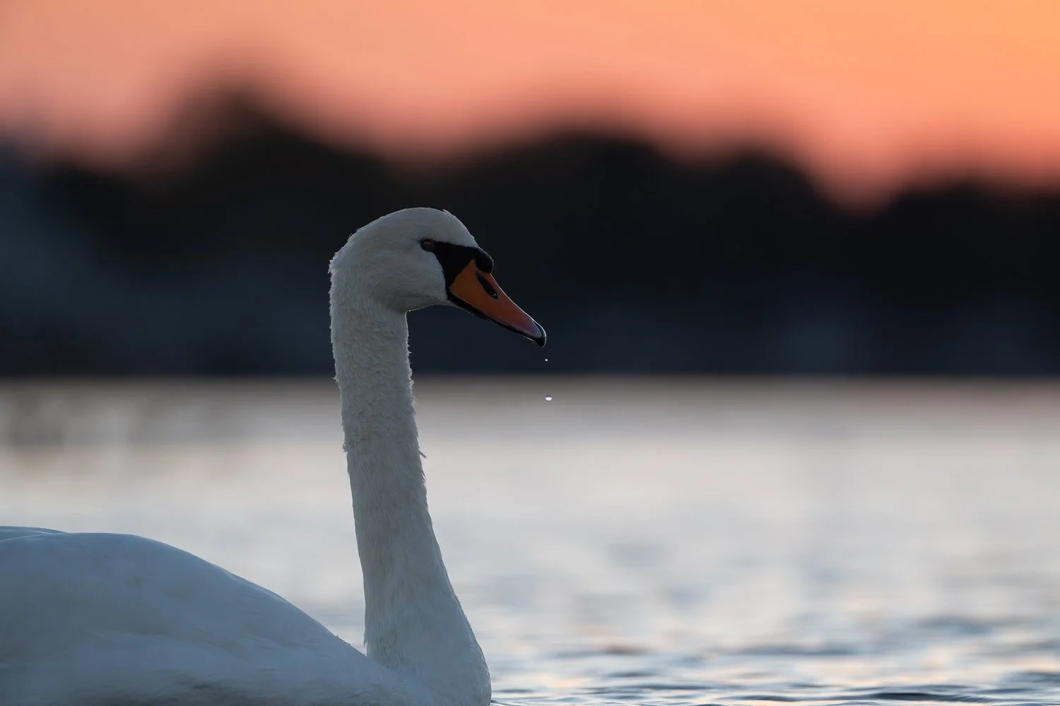 Mute Swan //
Connecticut //
Nikon Z8 & 600PF //
600mm ƒ/6.3 1/800