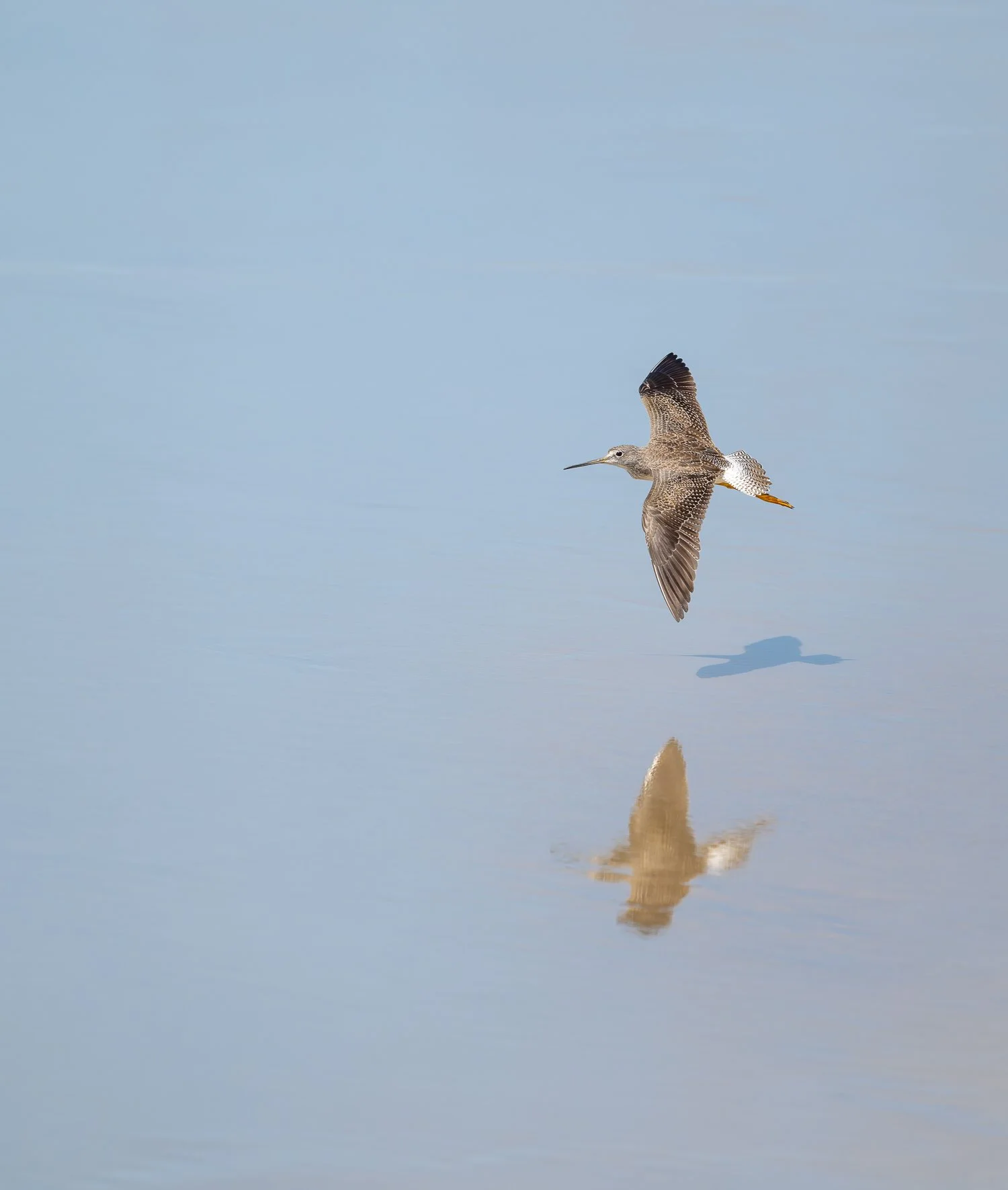 Greater Yellowlegs //
Nikon Z8 & 600PF //
600mm ƒ/6.3 1/3200