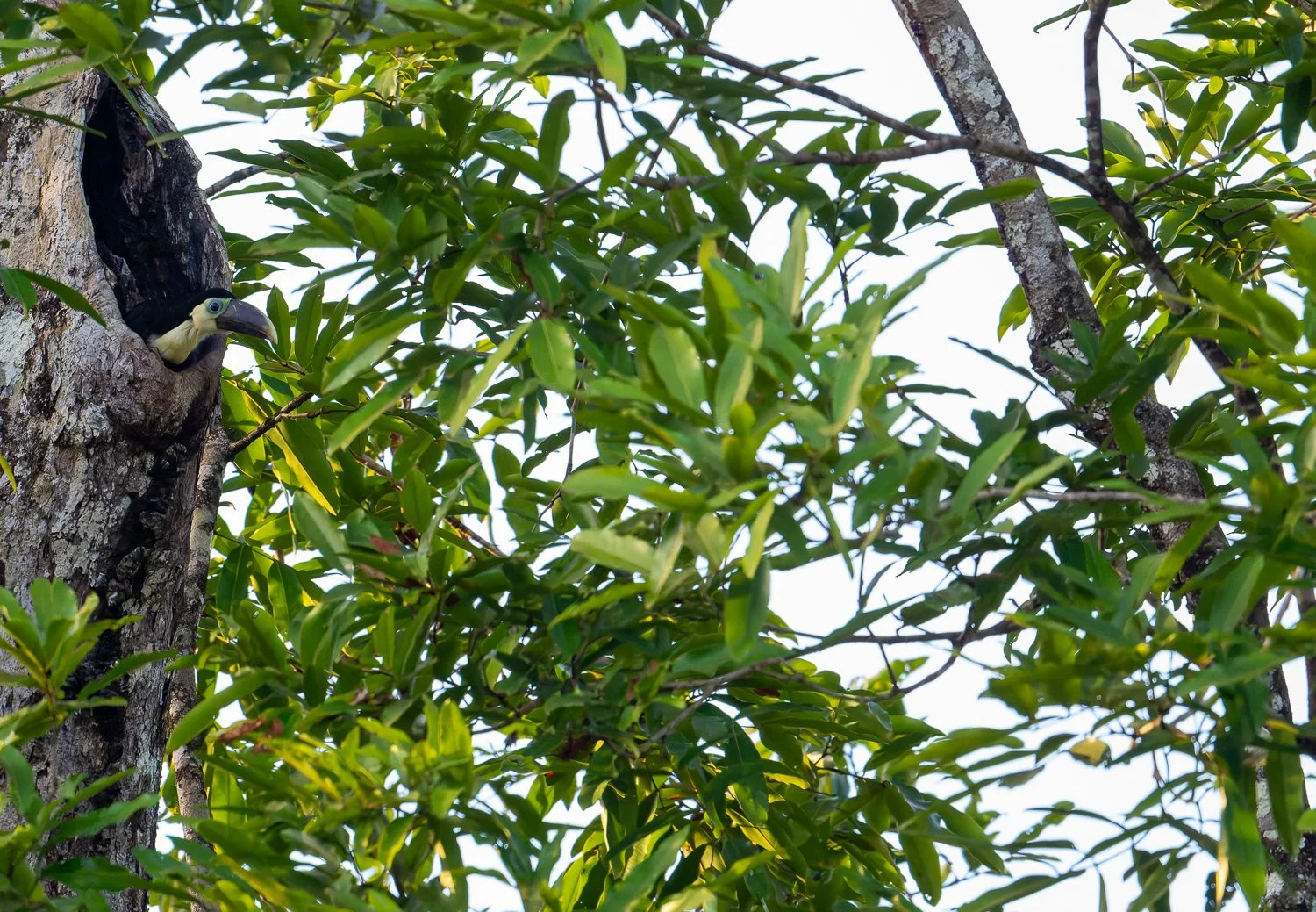 White-Throated Toucan //
Nikon Z8 & 600PF //
600mm ƒ/6.3 1/1250