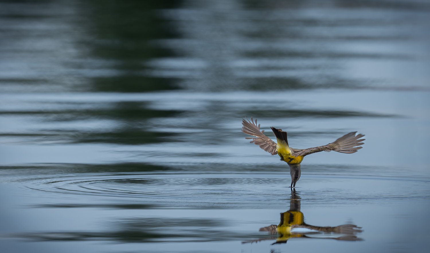 Tropical Kingbird //
Nikon Z8 & 600PF //
600mm ƒ/6.3 1/2000