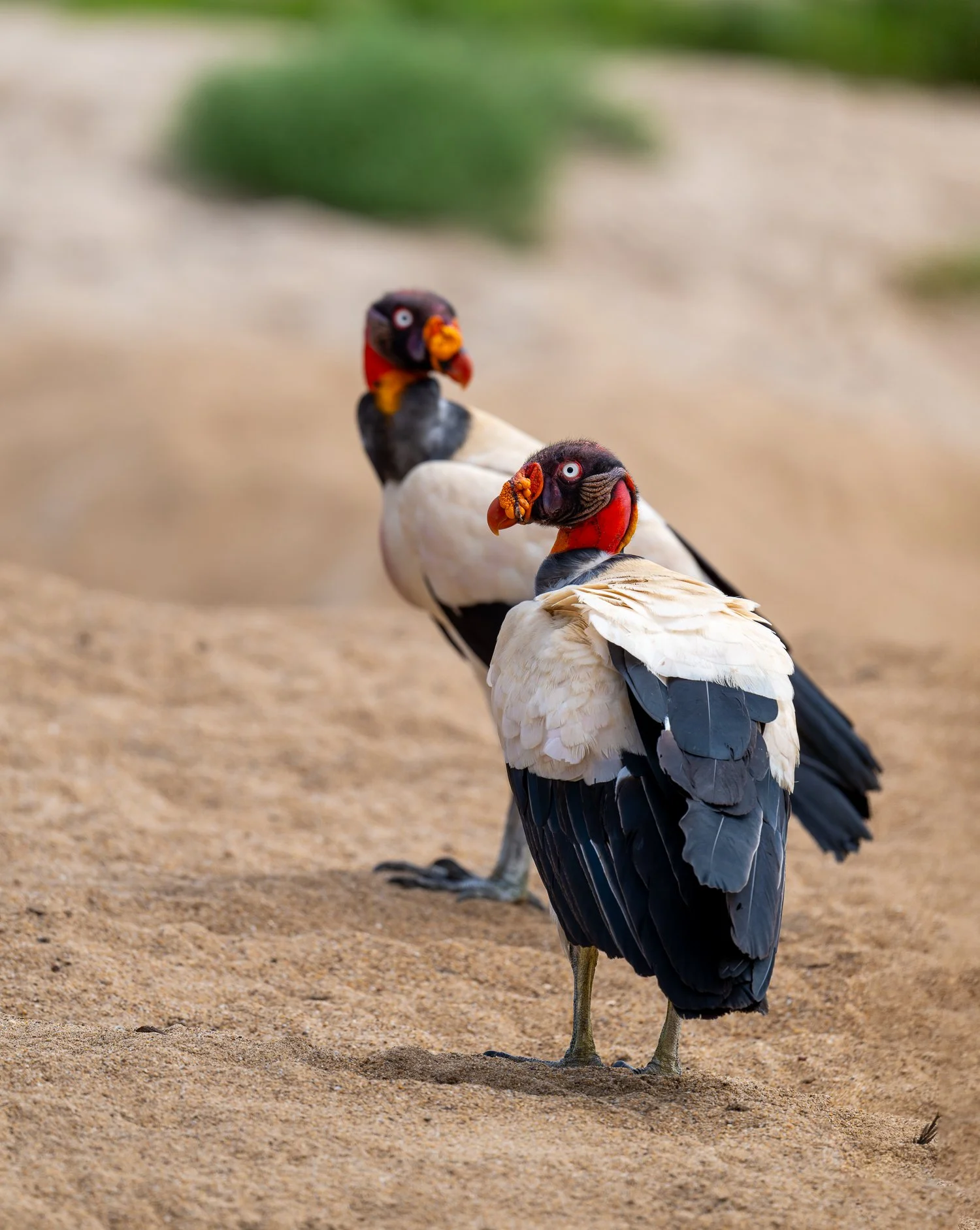 King Vultures //
Nikon Z8 & 600PF //
600mm ƒ/6.3 1/2000