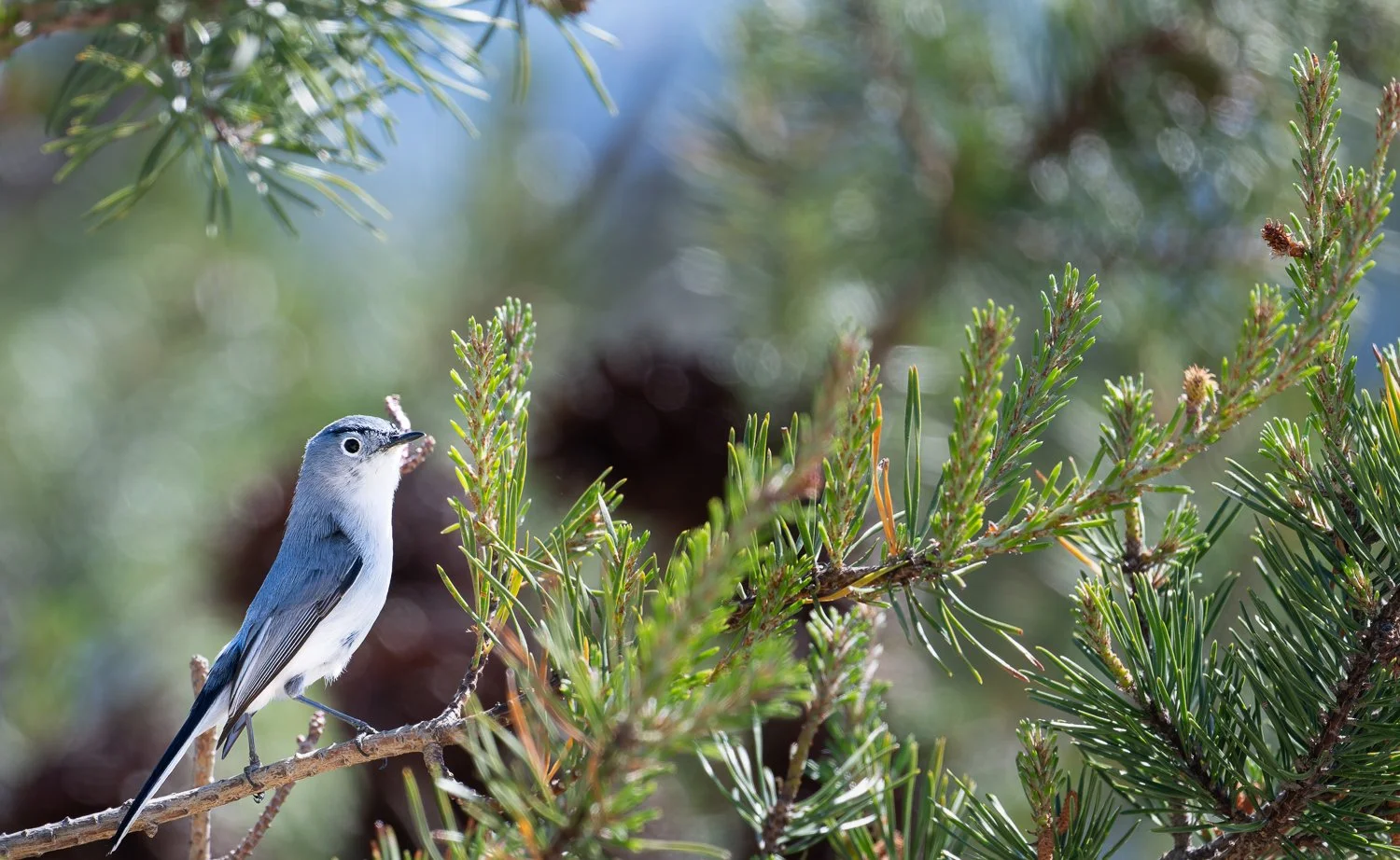 Blue-Gray Gnatcatcher //
Nikon Z8 & 600PF //
600mm ƒ/6.3 1/2500