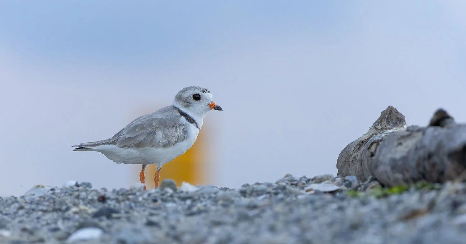 Piping Plover //
Connecticut //
Canon R7 & RF 100-400 //
400mm ƒ/8 1/400