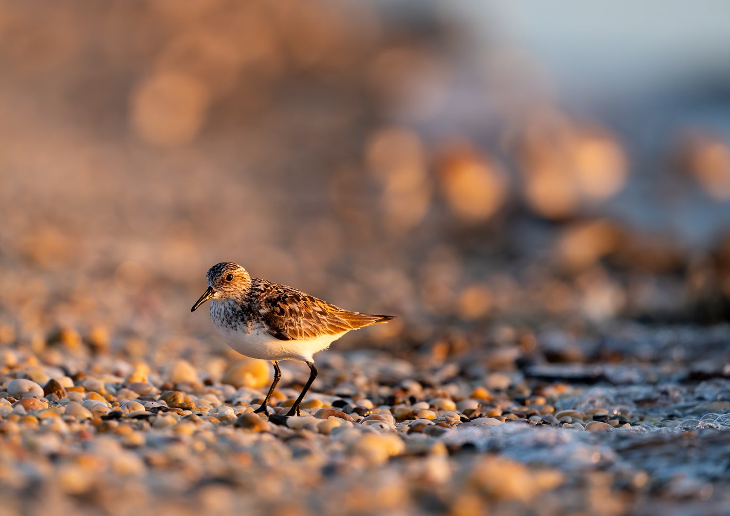 Sanderling //
Nikon Z8 & 600PF //
600mm ƒ/6.3 1/1600