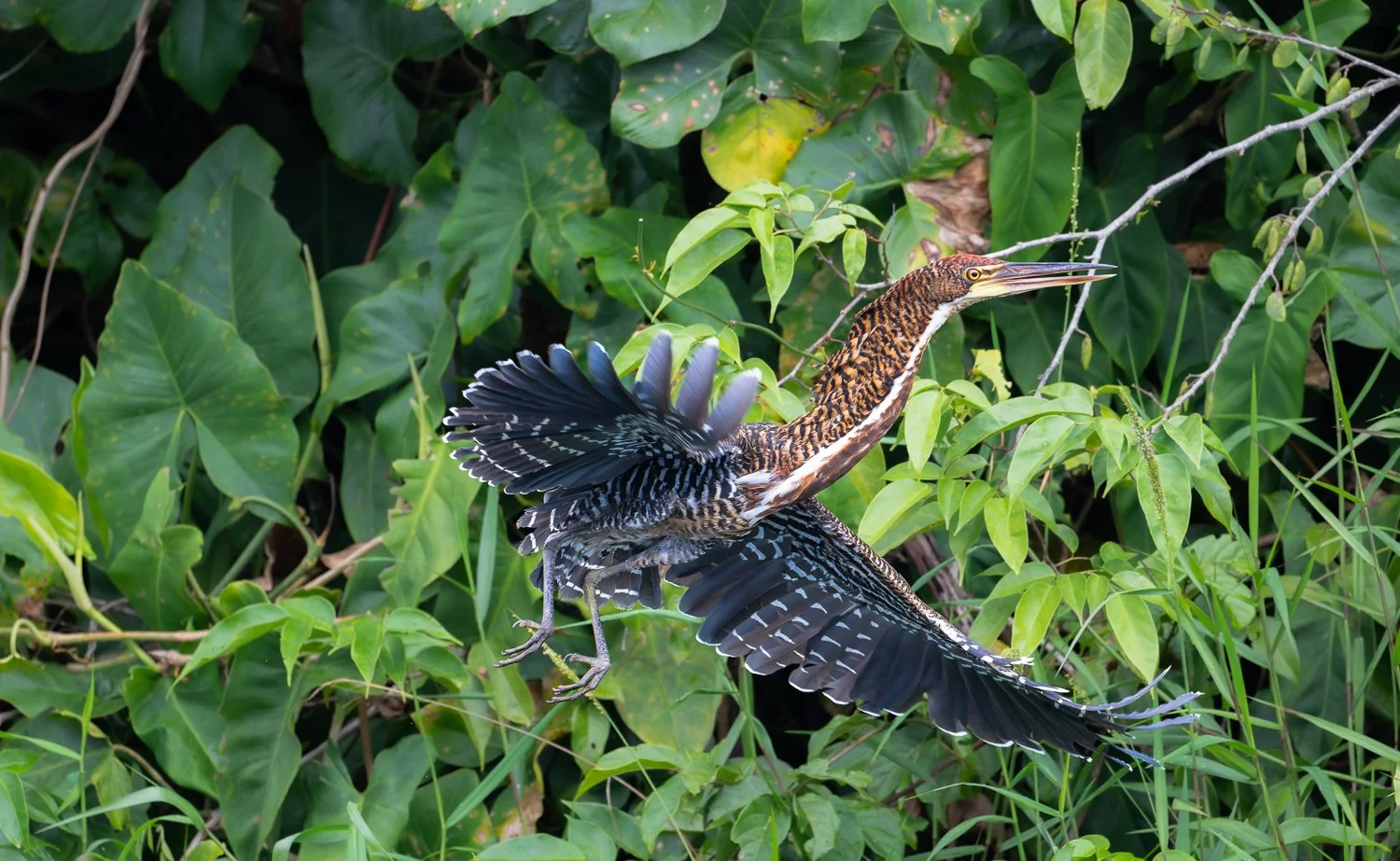 Rufescent Tiger Heron //
Nikon Z8 & 600PF //
600mm ƒ/6.3 1/2000