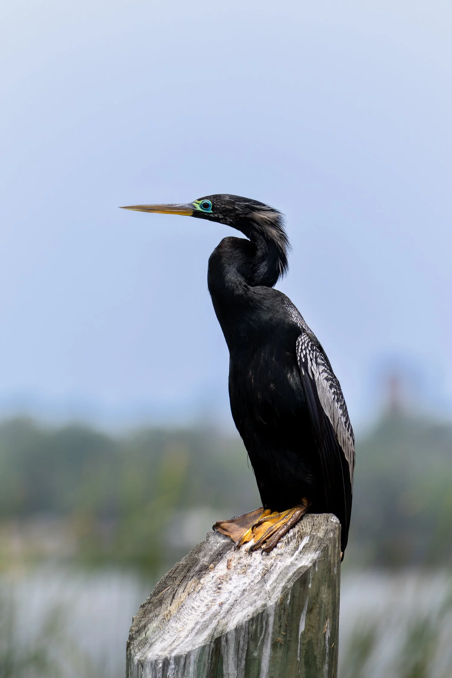 Anhinga //
Florida //
Canon R7 & RF 100-400 //
400mm ƒ/8 1/2000