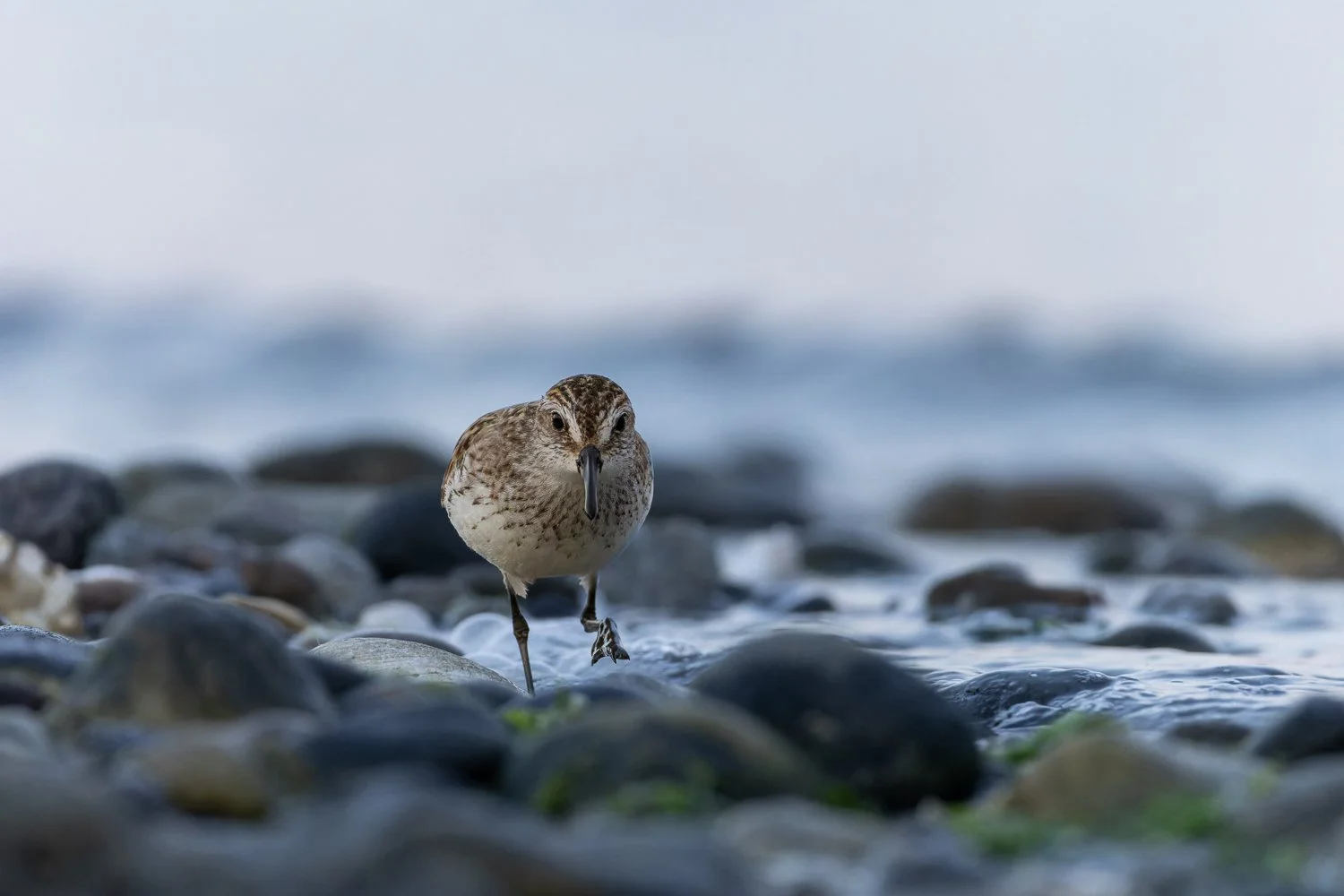Semipalmated Sandpiper //
Connecticut //
Canon R7 & RF 100-400 //
400mm ƒ/8 1/400