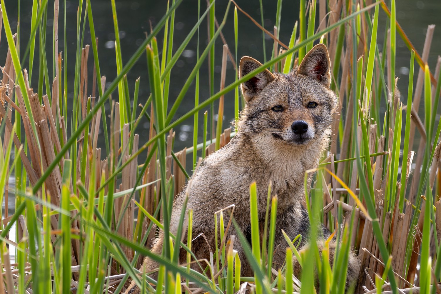 Golden Jackal //
Israel //
Canon R7 & RF 100-400 //
400mm ƒ/8 1/1250