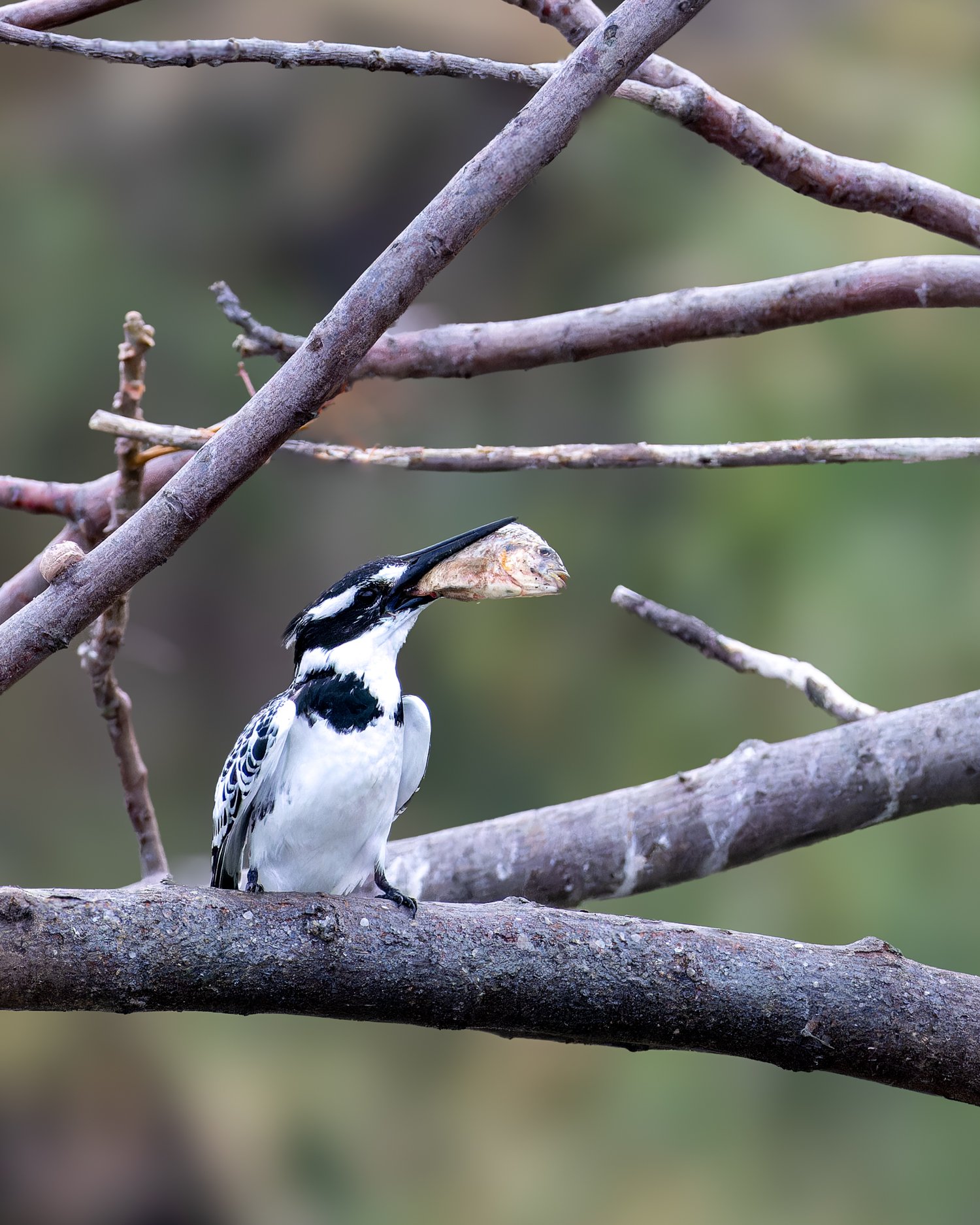 Pied Kingfisher //
Israel //
Canon R7 & RF 100-400 //
400mm ƒ/8 1/2000
