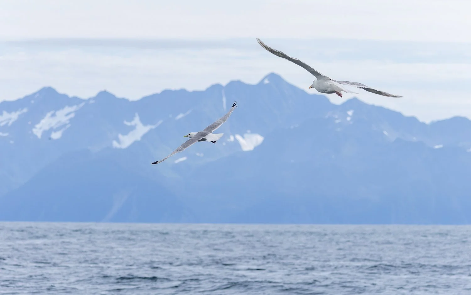 Black-Legged Kittiwake & Glaucous-Winged Gull //
Alaska //
Canon R7 & RF 100-400 //
174mm ƒ/7.1 1/2000