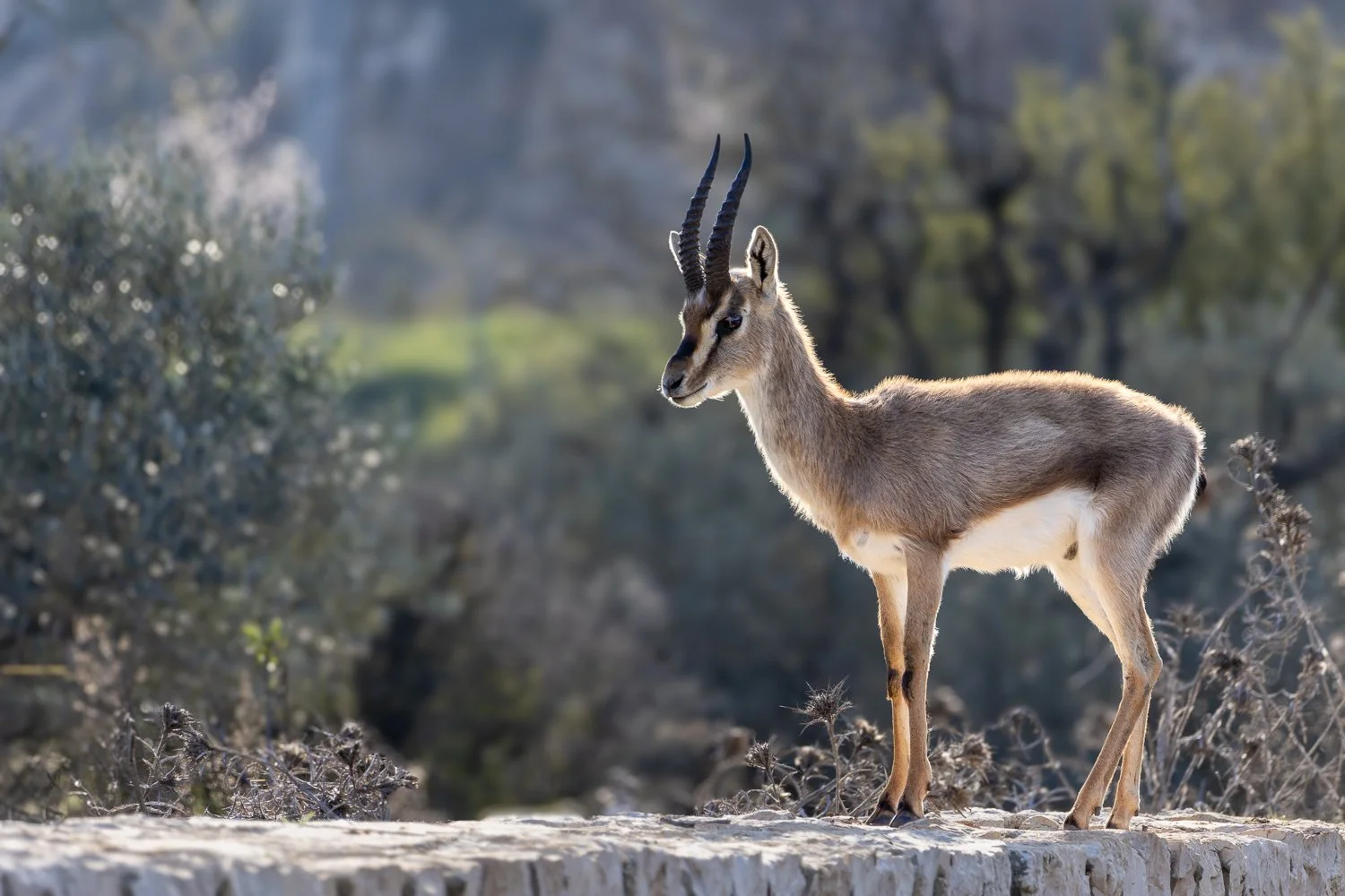 Mountain Gazelle //
Israel //
Canon R7 & RF 100-400 //
400mm ƒ/8 1/800
