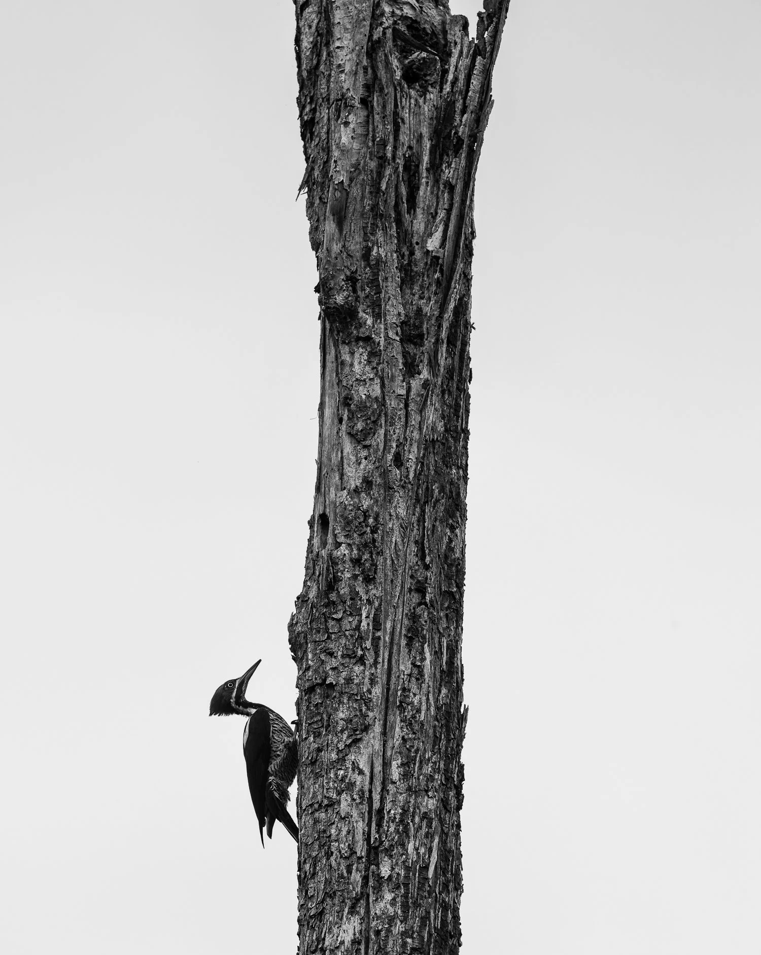 Lineated Woodpecker //
Nikon Z8 & 600PF //
600mm ƒ/6.3 1/1600
