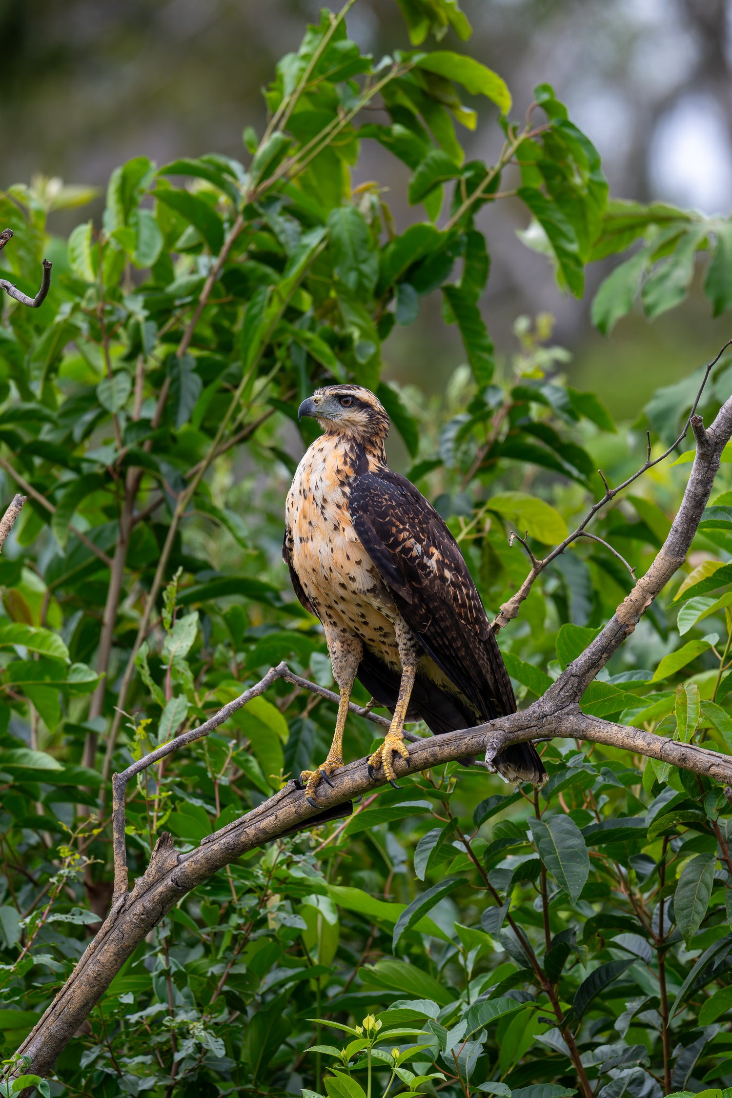 Great Black Hawk //
Nikon Z8 & 600PF //
600mm ƒ/6.3 1/2000