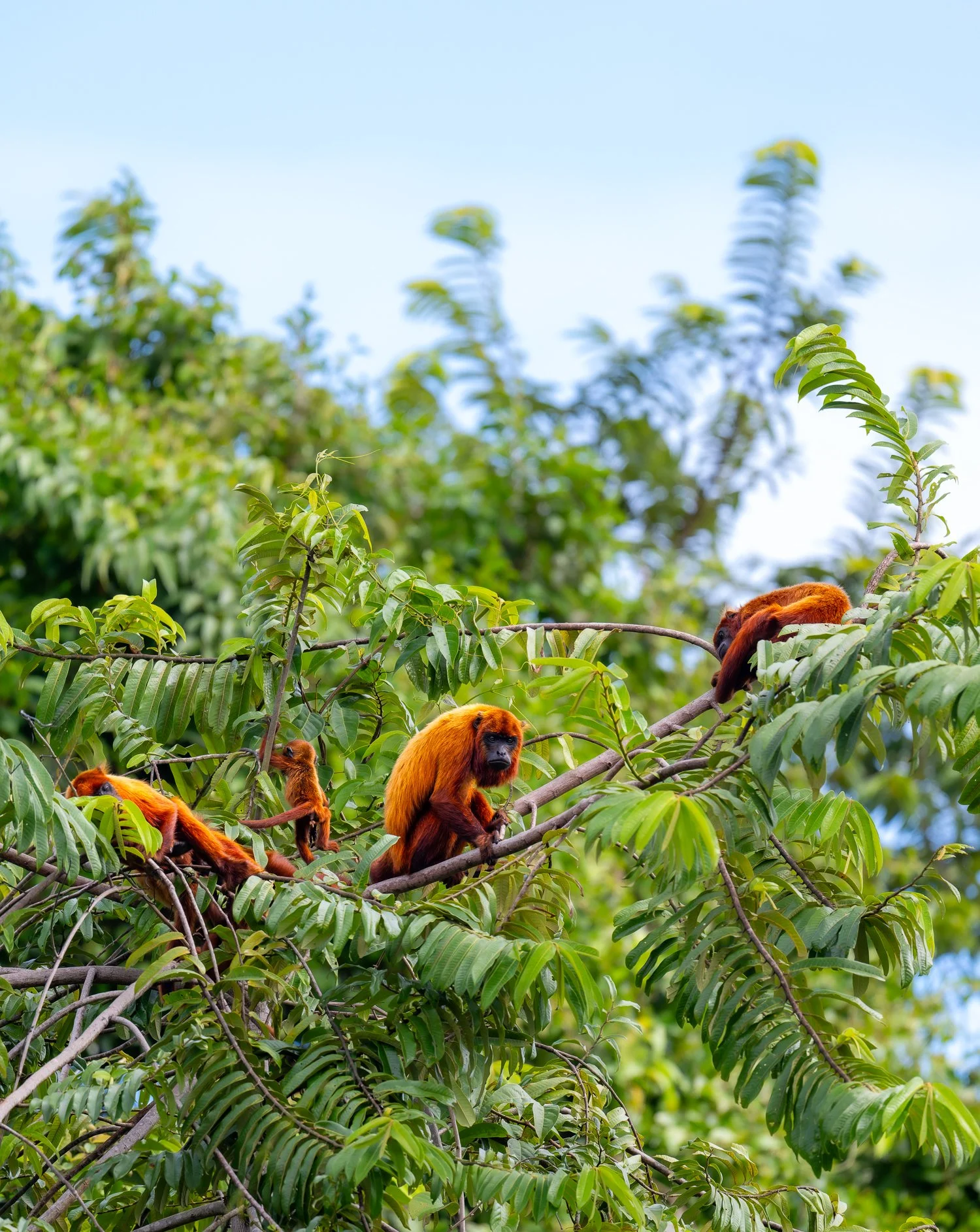 Guyanan Red Howlers //
Nikon Z8 & 600PF //
600mm ƒ/6.3 1/1000