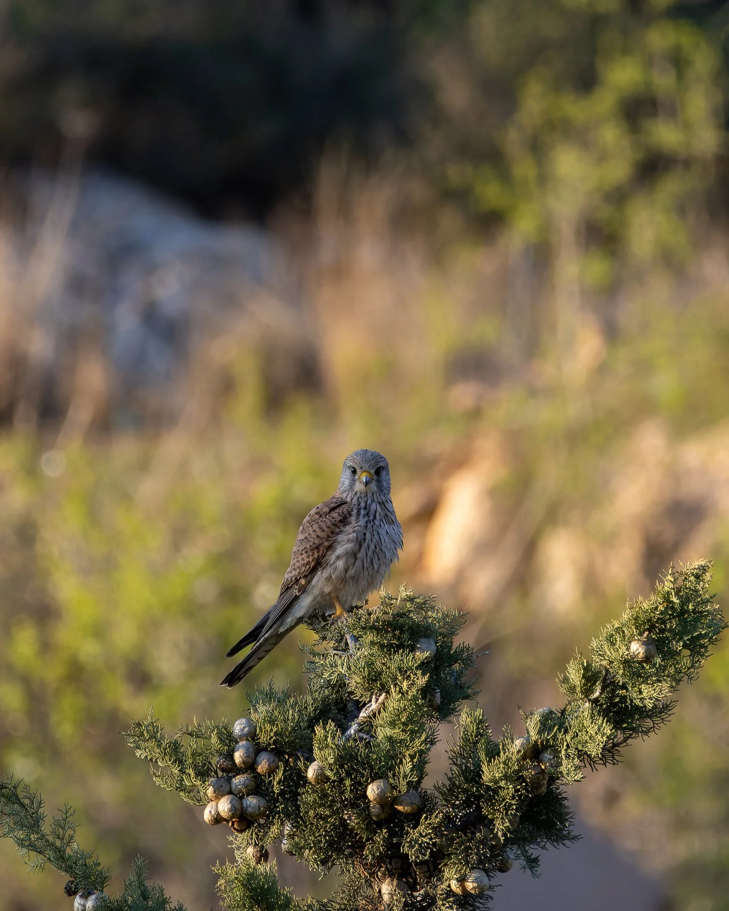 Eurasian Kestrel //
Israel //
Canon R7 & RF 100-400 //
400mm ƒ/8 1/1000