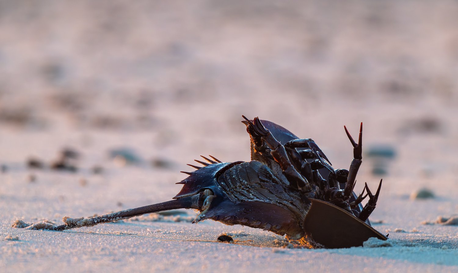 Horseshoe Crab //
Nikon Z8 & 600PF //
600mm ƒ/8 1/800