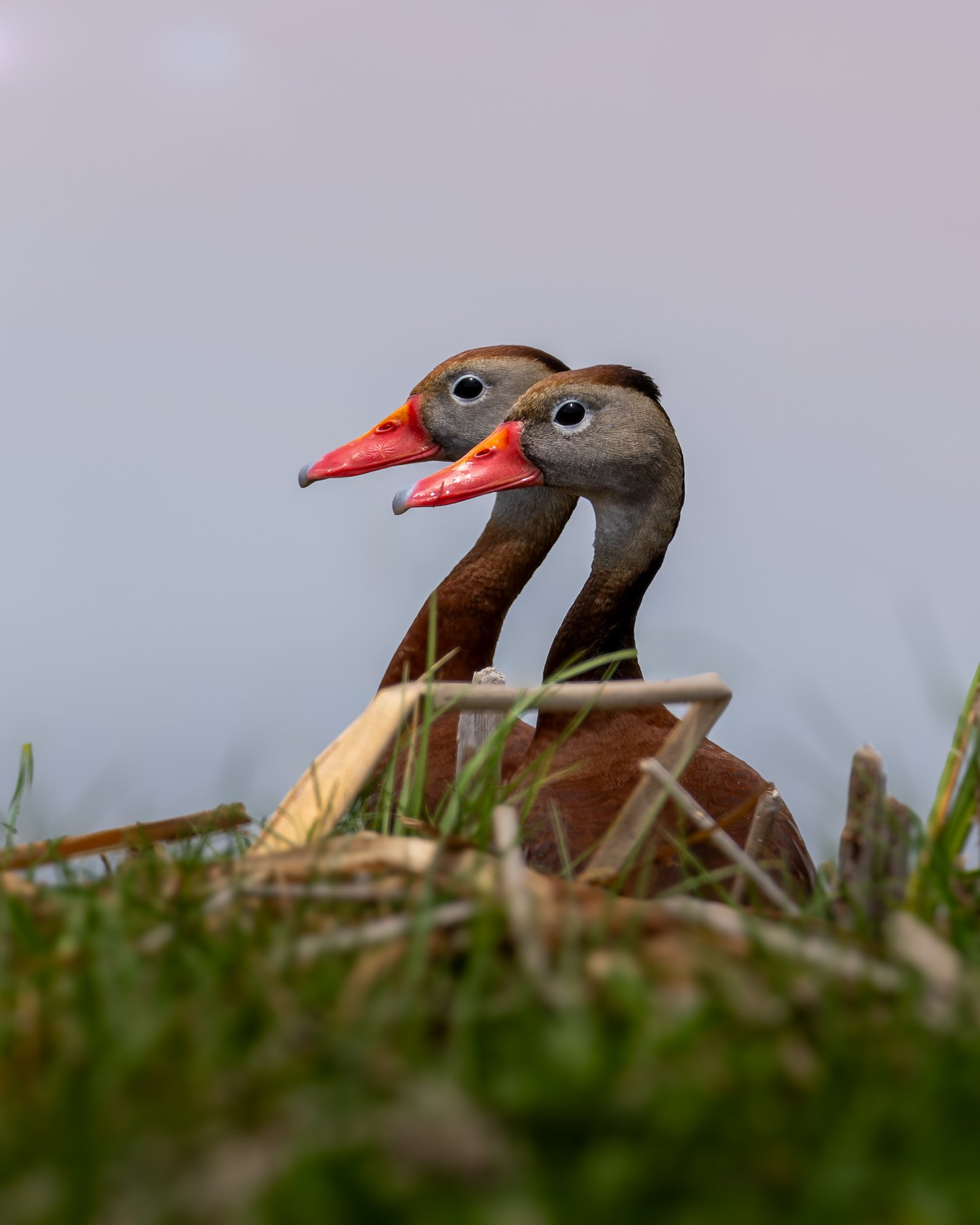 Black-Bellied Whistling Ducks //
Florida //
Canon R7 & RF 100-400 //
400mm ƒ/8 1/2000