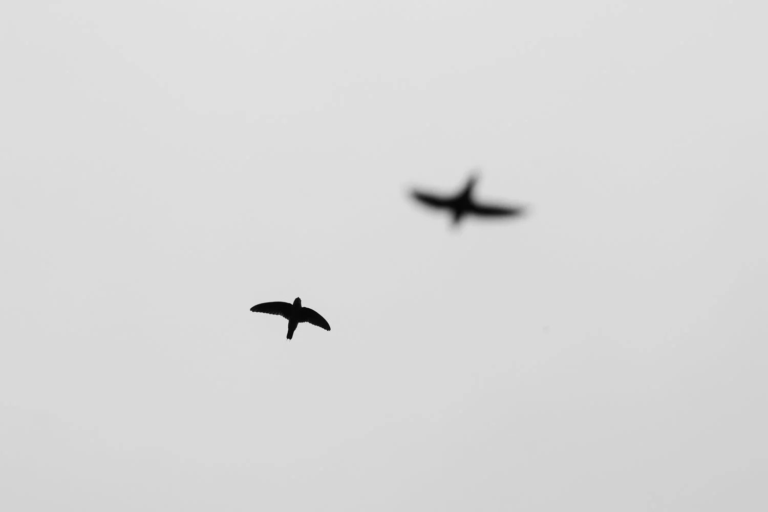 Gray-Rumped Swifts //
Nikon Z8 & 600PF //
600mm ƒ/6.3 1/2000