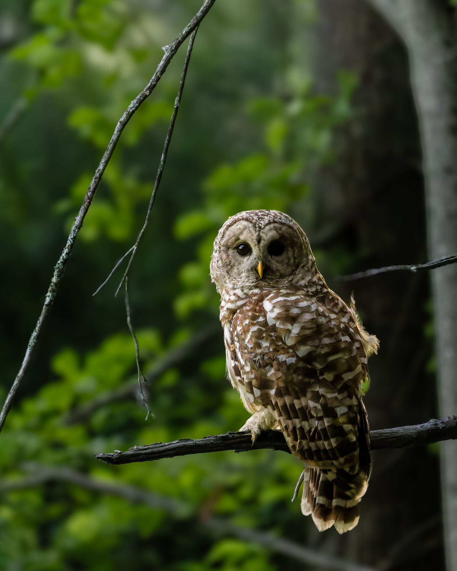 Barred Owl //
Connecticut //
Canon R7 & RF 100-400 //
400mm ƒ/8 1/640