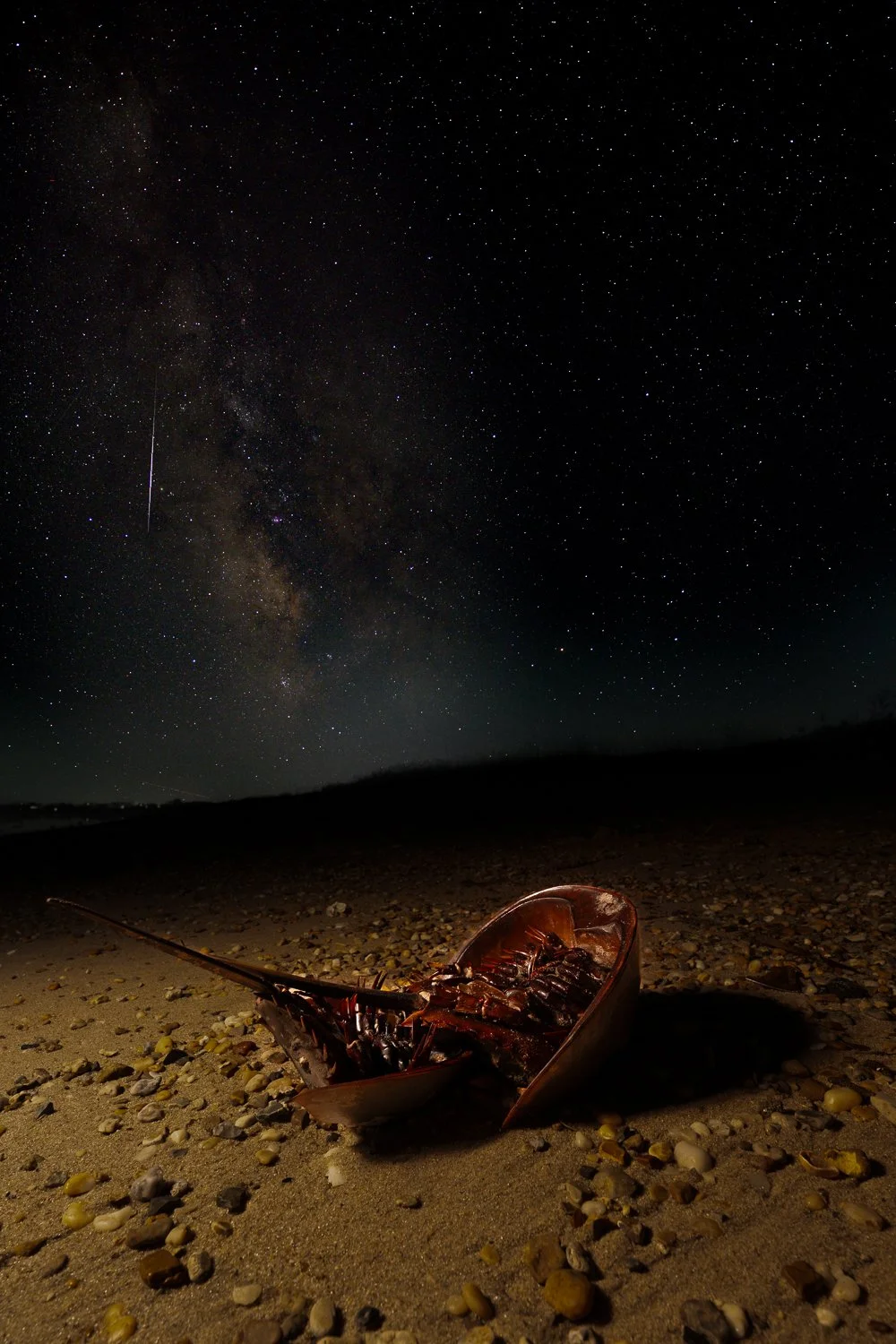 Horseshoe Crab //
Nikon Z8 & Z 14-24 //
14mm ƒ/2.8 5s (x9) & 14mm ƒ/8 15s