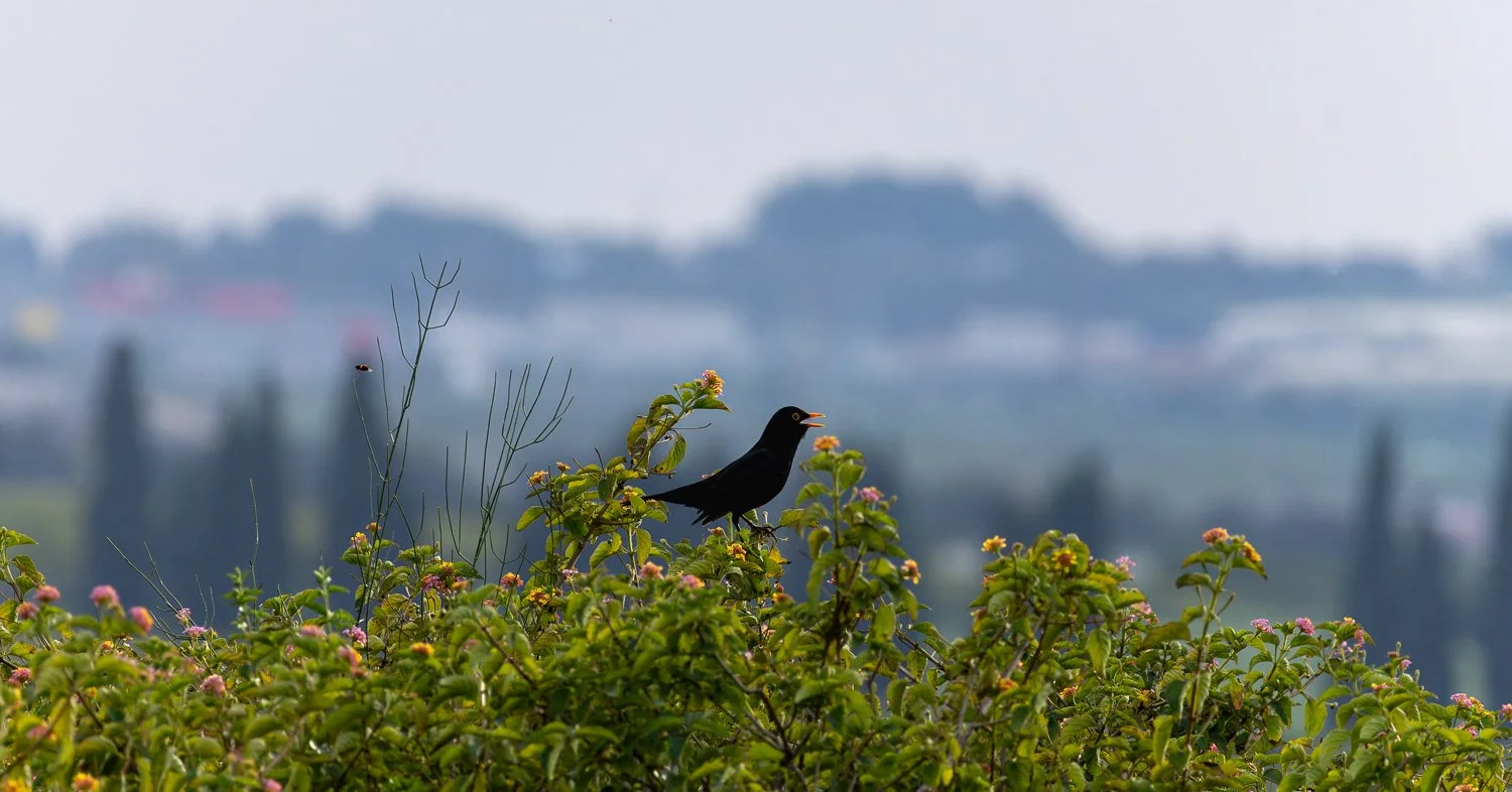 Eurasian Blackbird //
Israel //
Canon R7 & RF 100-400 //
400mm ƒ/8 1/1600