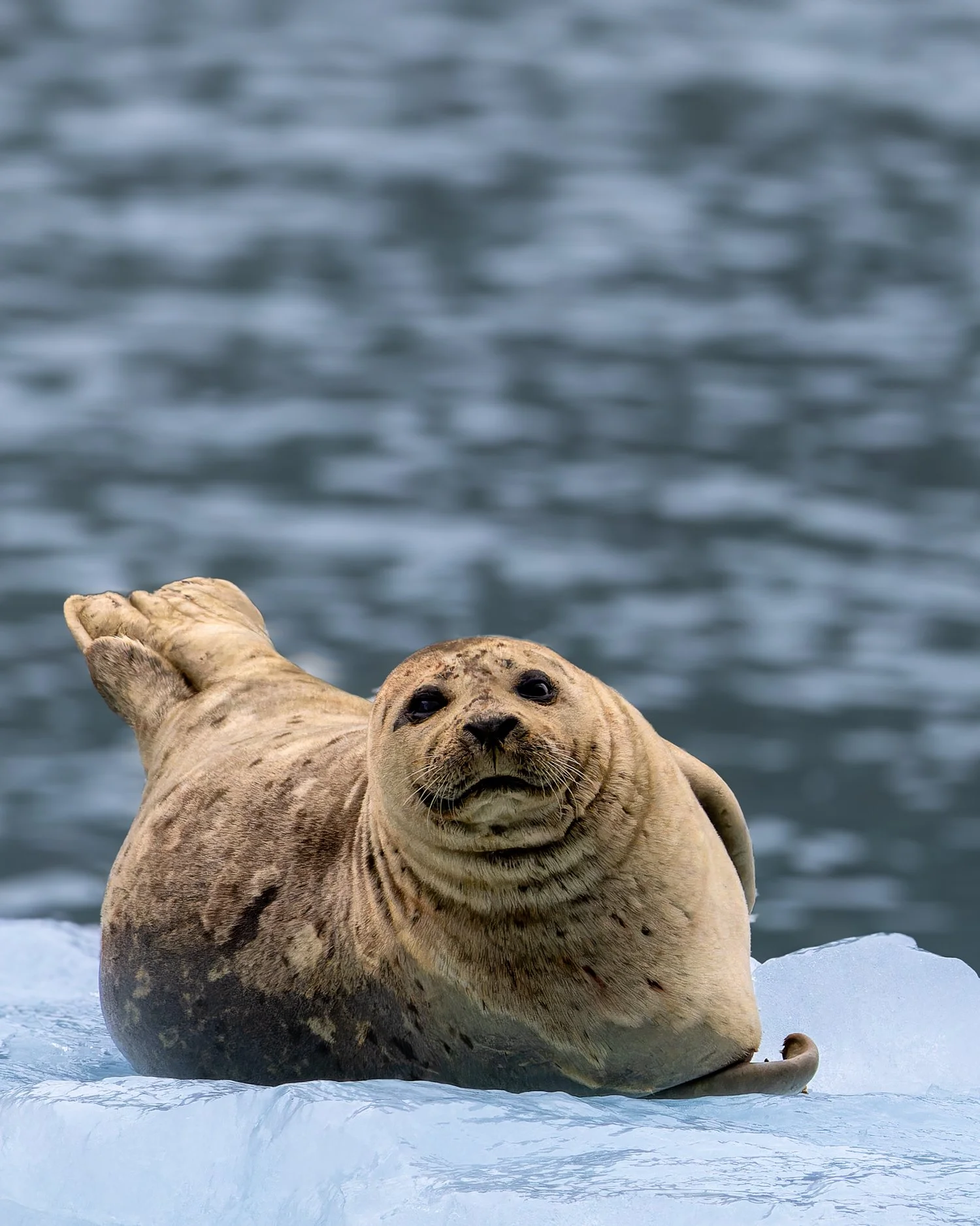 Harbor Seal //
Alaska //
Canon R7 & RF 100-400 //
300mm ƒ/8 1/2000