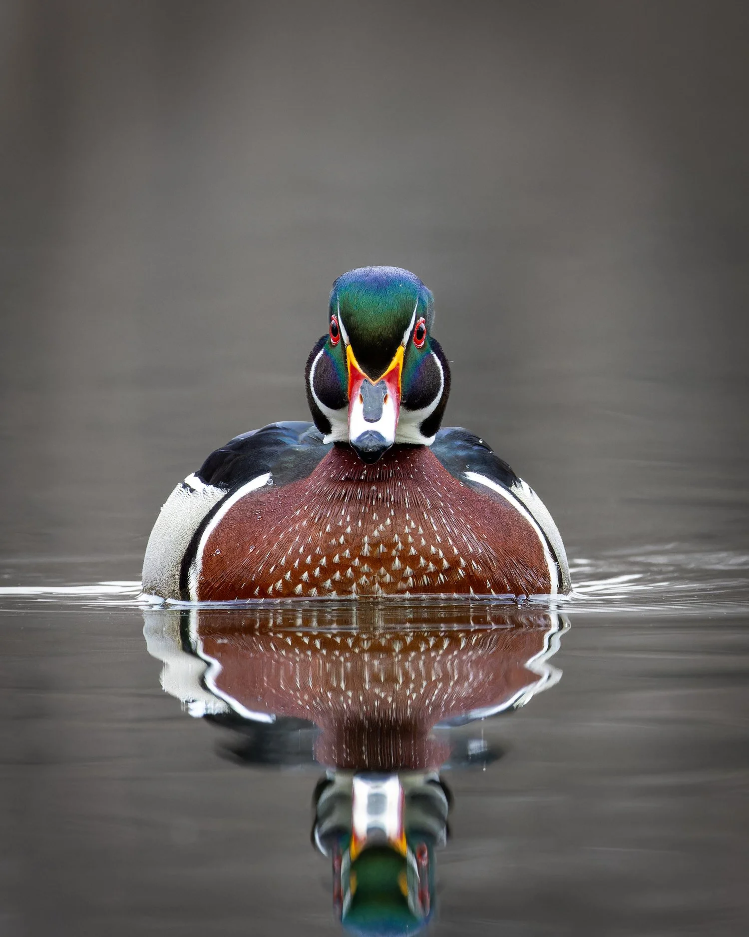 Wood Duck //
New York //
Canon R7 & RF 100-400 //
325mm ƒ/8 1/2500