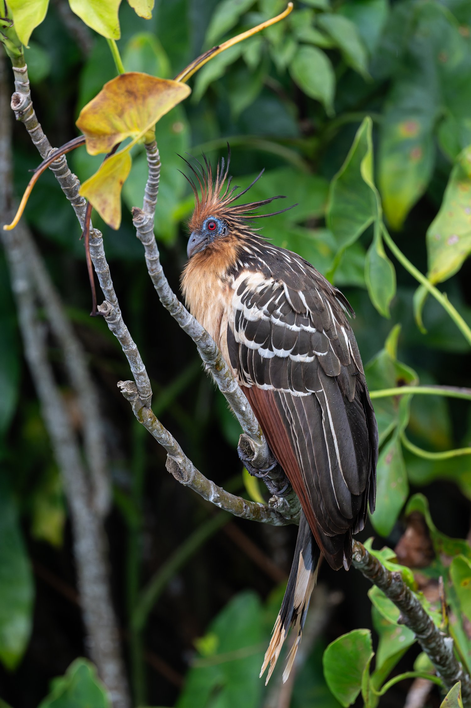 Hoatzin //
Nikon Z8 & 600PF //
600mm ƒ/8 1/320