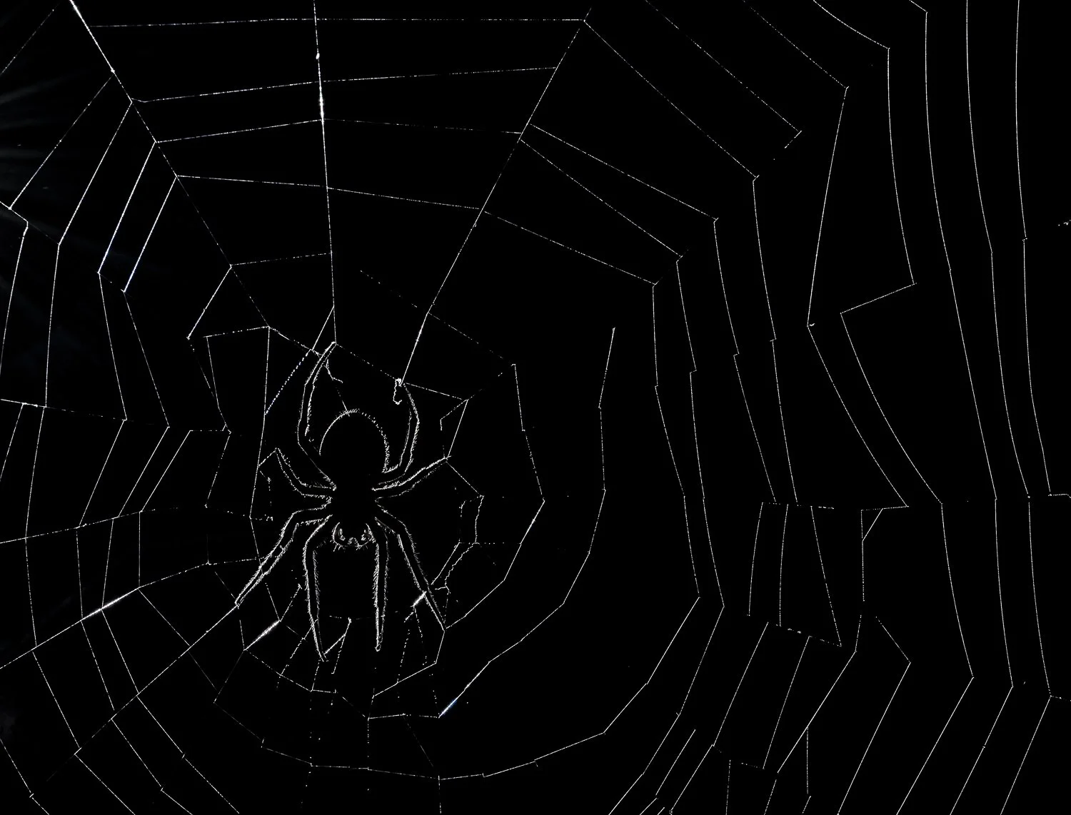 Spider //
Nikon Z8 & 105MC //
105mm ƒ/13 1/100