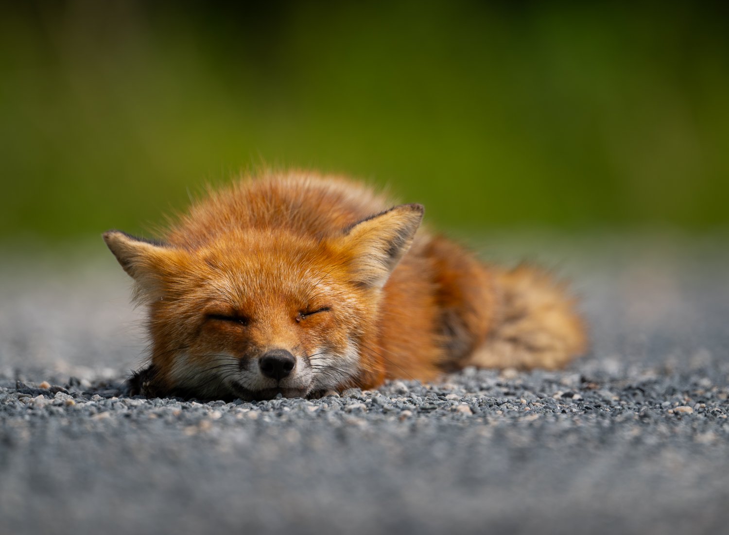 Red Fox //
Nikon Z8 & 600PF //
600mm ƒ/6.3 1/1000