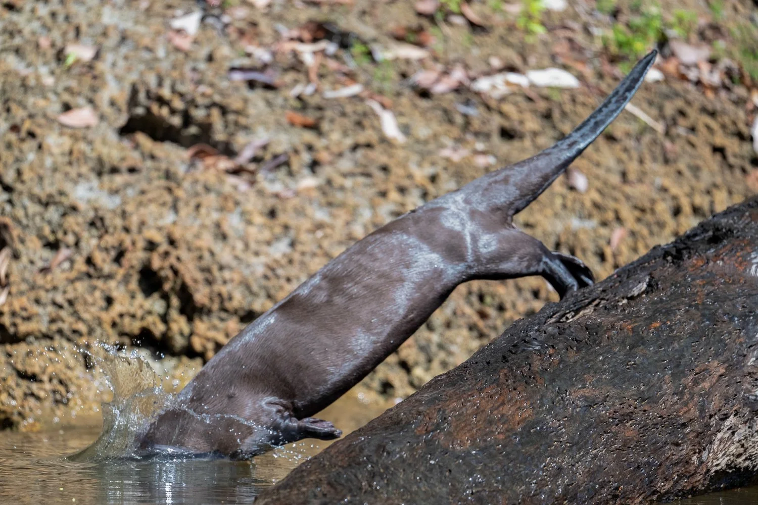 Giant River Otter //
Nikon Z8 & 600PF //
600mm ƒ/6.3 1/2500