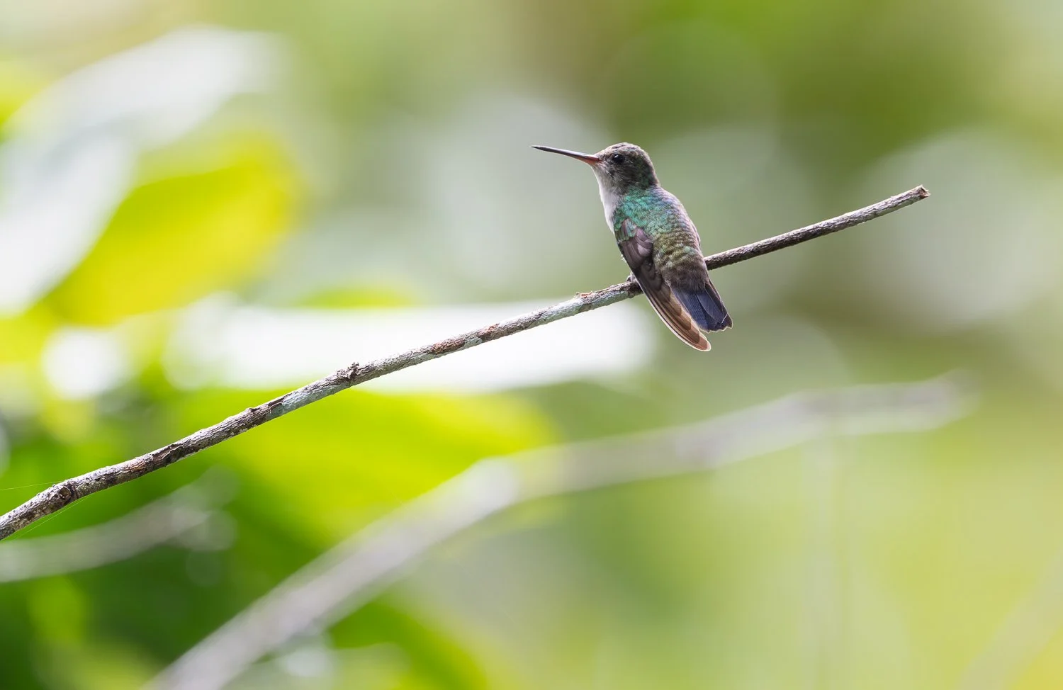 White-Chinned Sapphire //
Nikon Z8 & 600PF //
600mm ƒ/6.3 1/1250