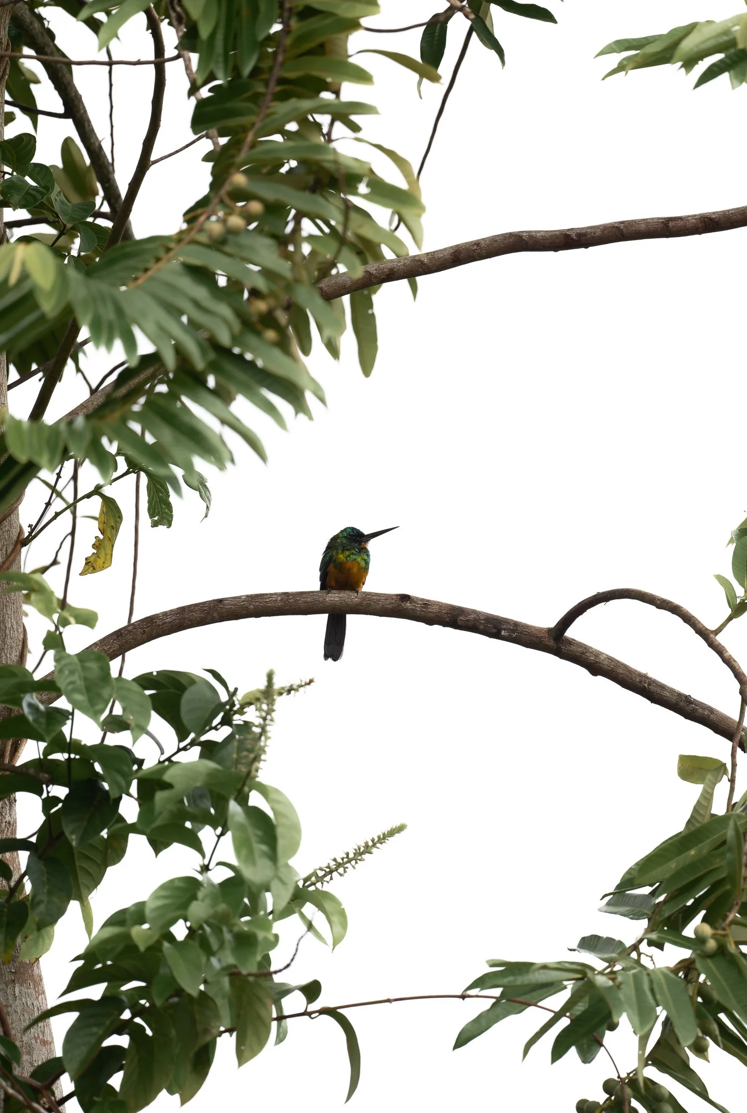 Green-Tailed Jacamar //
Nikon Z8 & 600PF //
600mm ƒ/6.3 1/3200