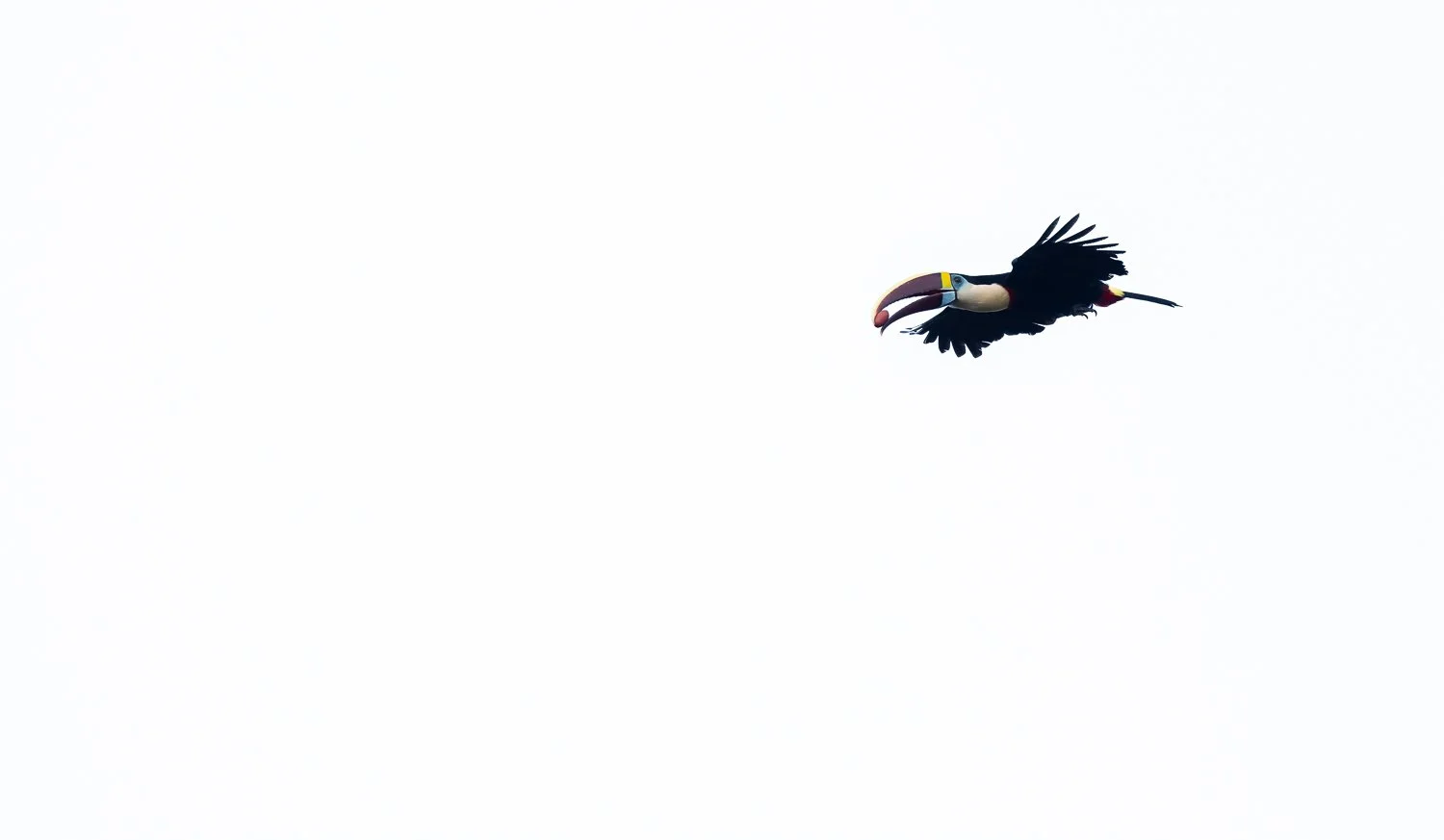 White-Throated Toucan //
Nikon Z8 & 600PF //
600mm ƒ/6.3 1/2000