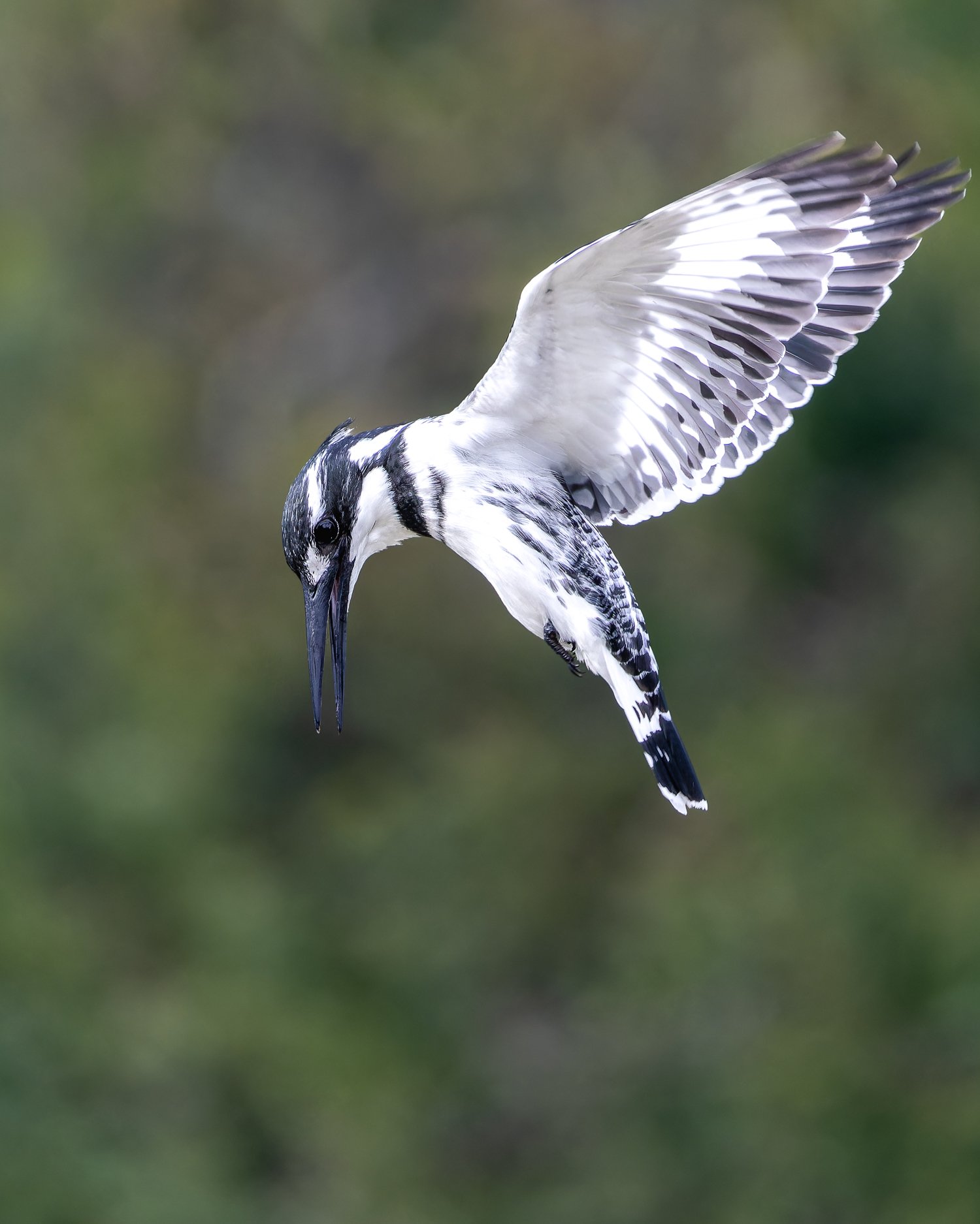 Pied Kingfisher //
Israel //
Canon R7 & RF 100-400 //
400mm ƒ/8 1/1000