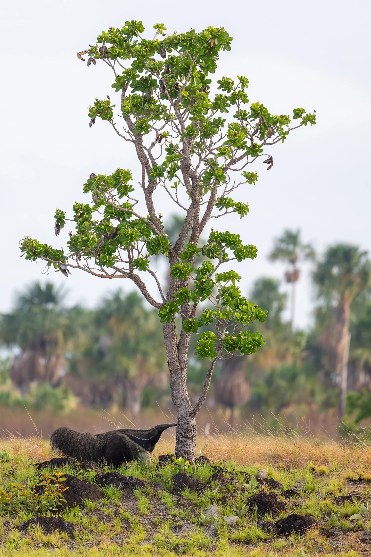Giant Anteater //
Nikon Z8 & 600PF //
600mm ƒ/6.3 1/500