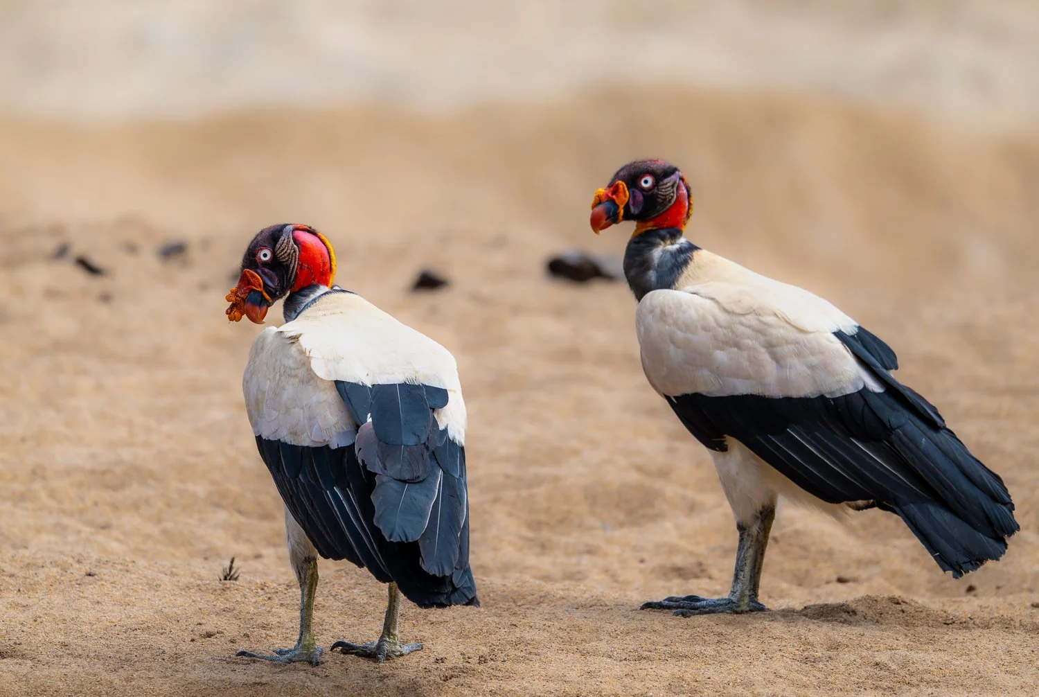 King Vultures //
Nikon Z8 & 600PF //
600mm ƒ/6.3 1/2000